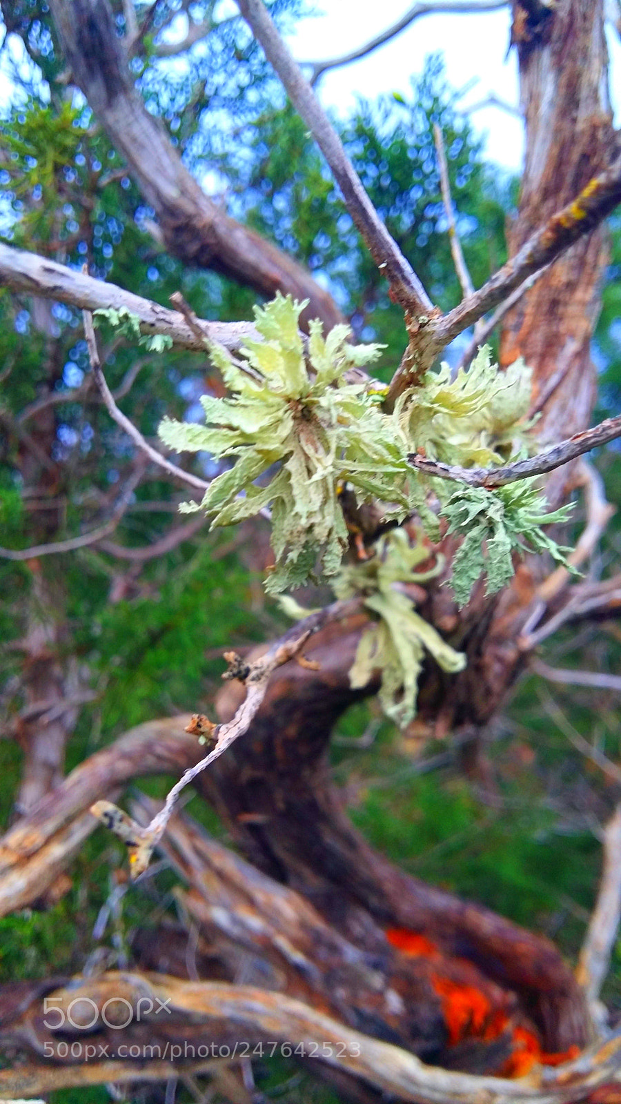 Samsung Galaxy A5 sample photo. Untitled photography