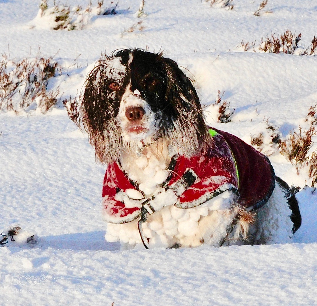 Nikon D300S sample photo. No legs ! photography