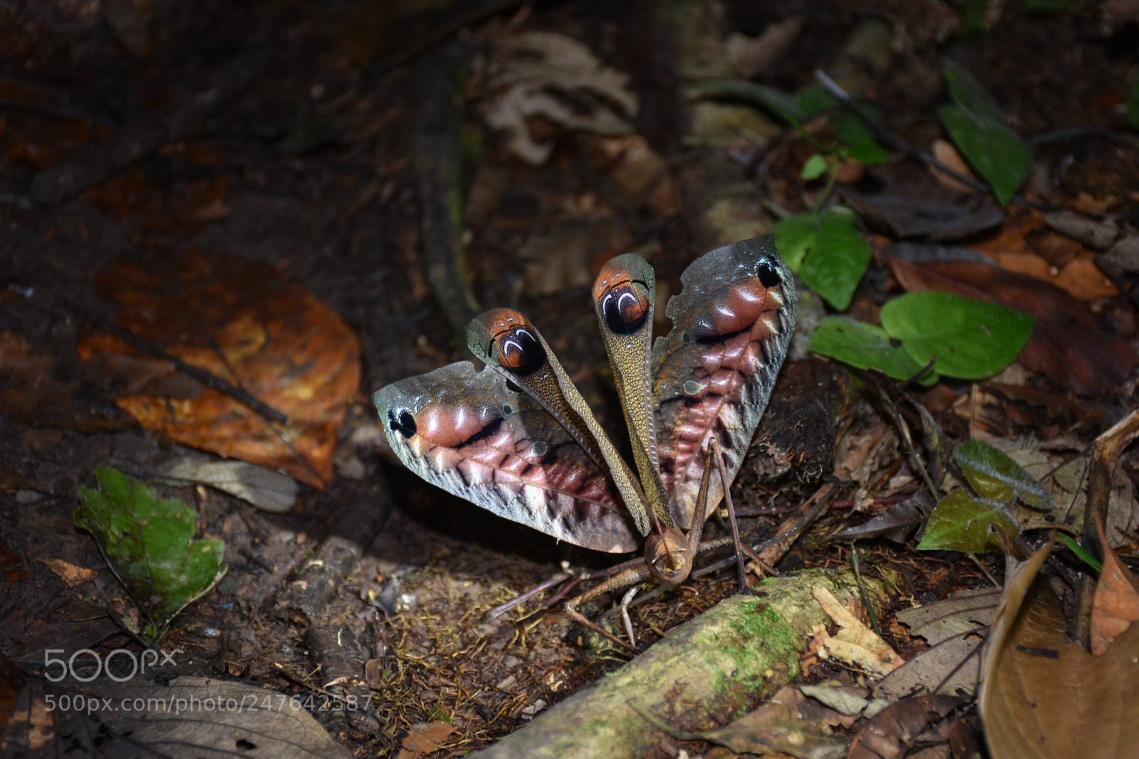 Nikon D7200 sample photo. The attacker photography