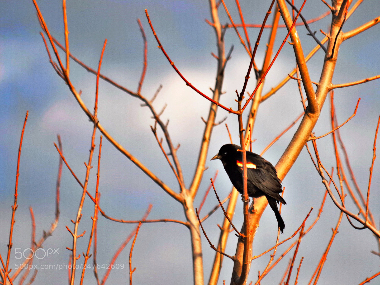 Pentax K-S2 sample photo. Sunset blackbird photography