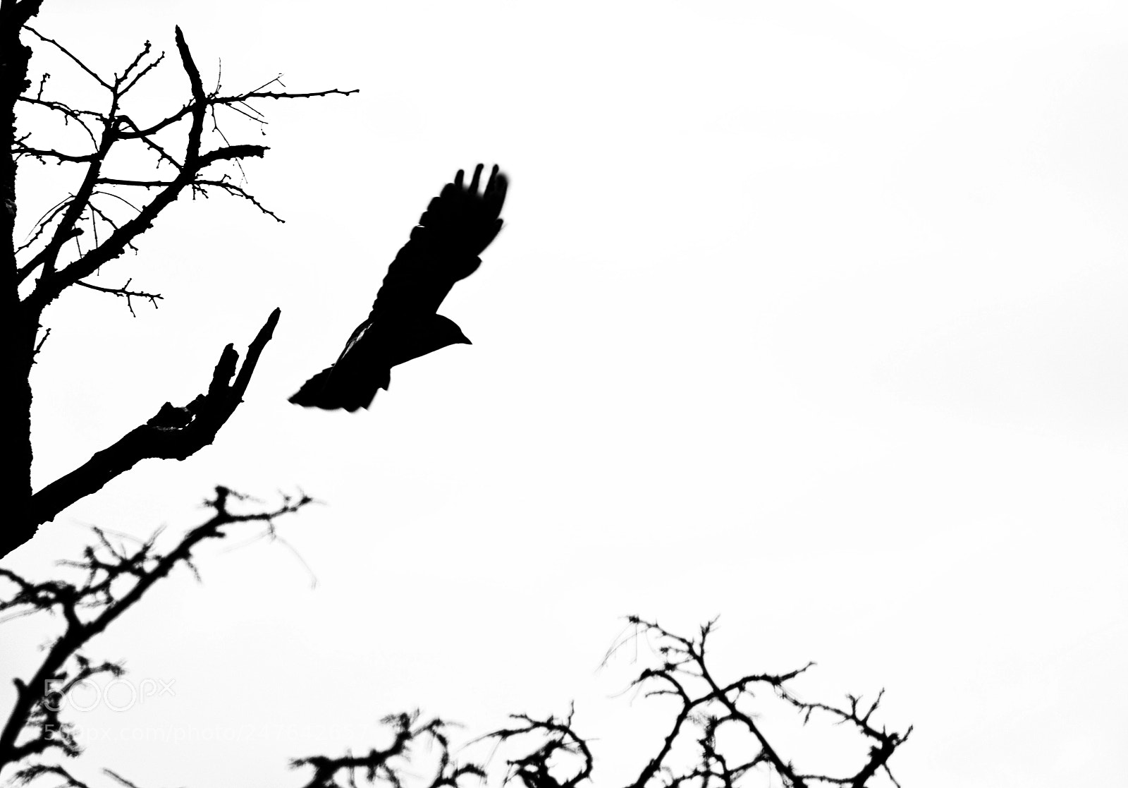 Nikon D610 sample photo. Fleeing photography