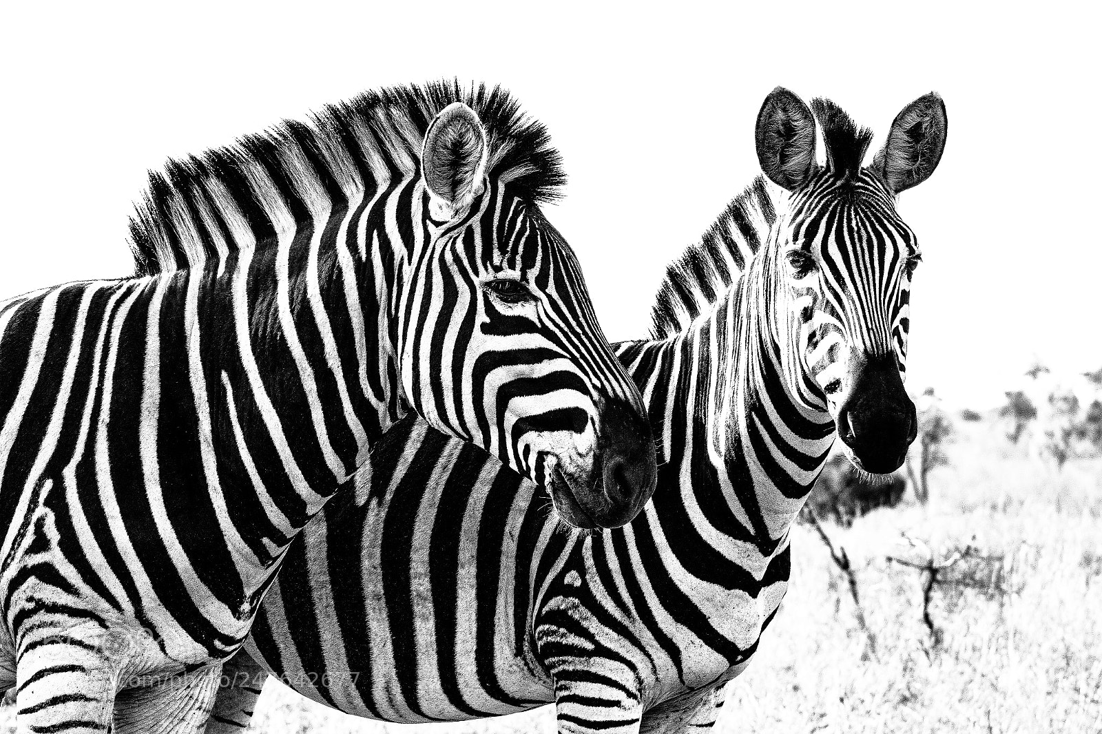 Canon EOS 600D (Rebel EOS T3i / EOS Kiss X5) sample photo. Zebra,s photography