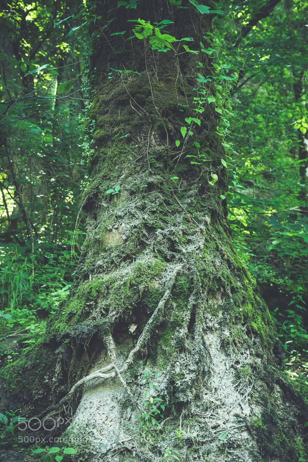 Nikon D7100 sample photo. Forest pillar photography