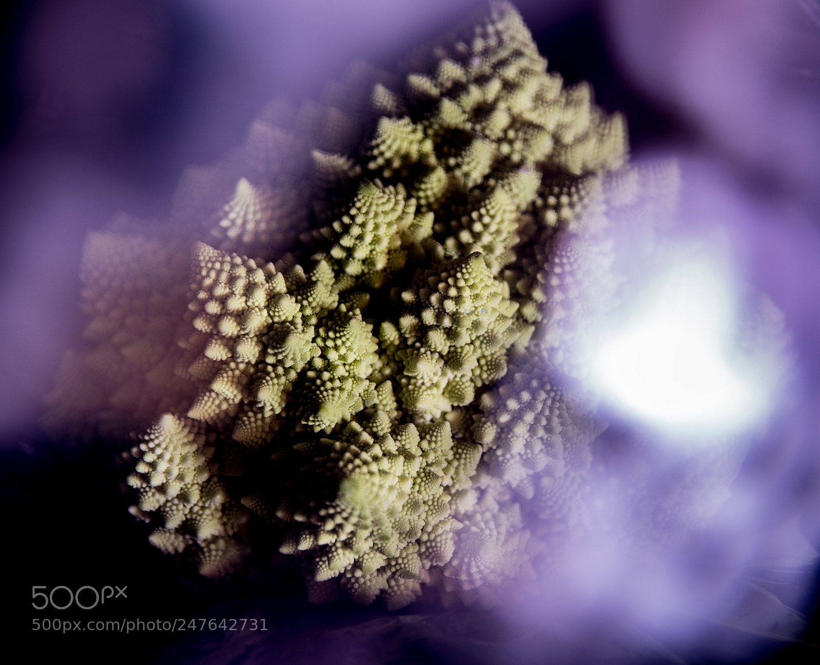 Nikon D610 sample photo. Romanescu photography