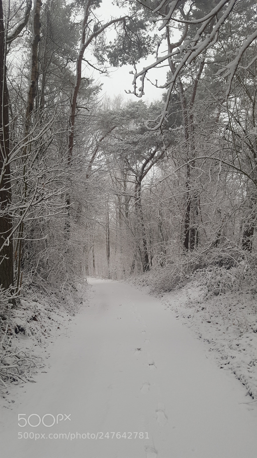Samsung GALAXY S6 edge sample photo. Winter road photography