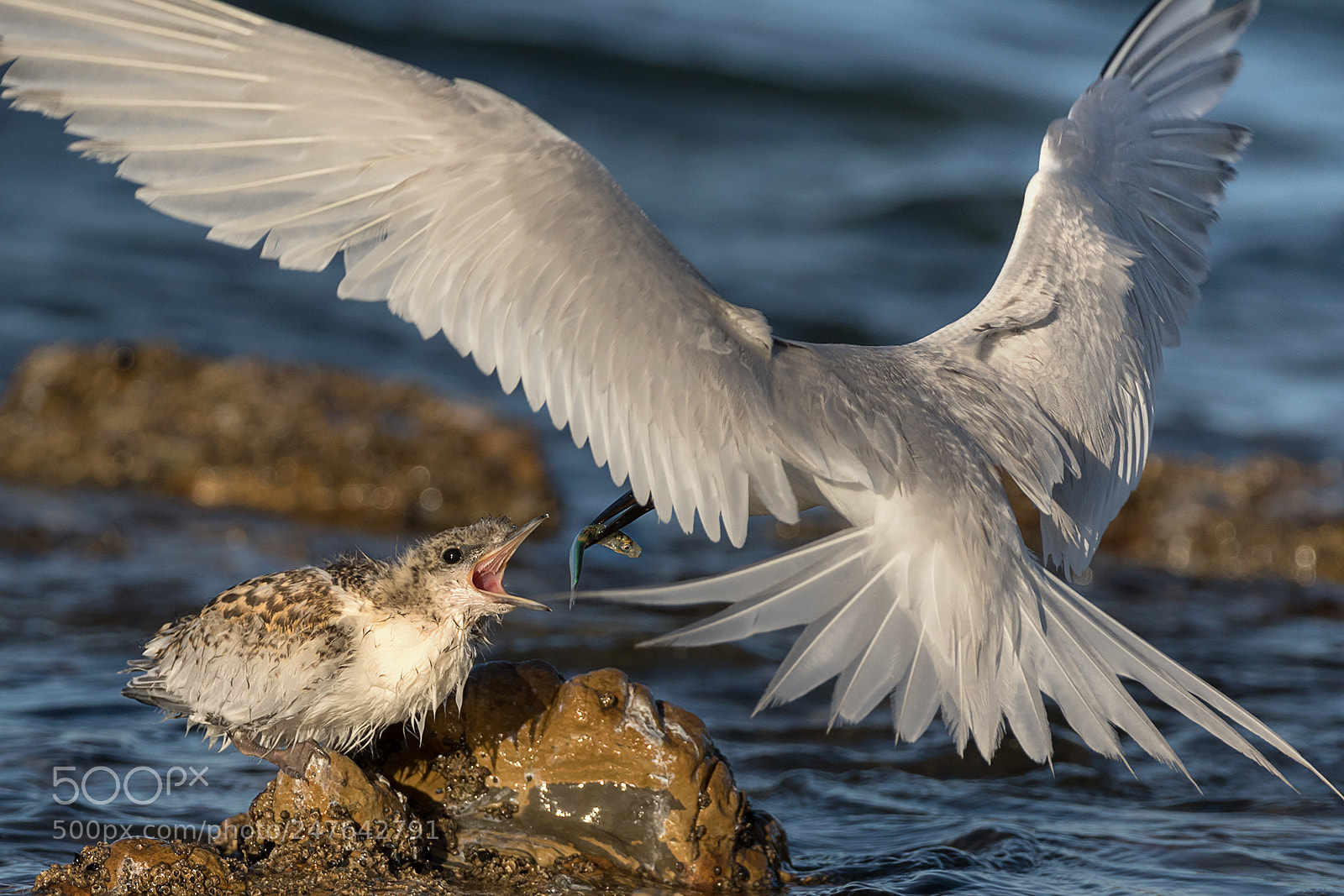 Canon EOS 7D Mark II sample photo. Tern and chick photography