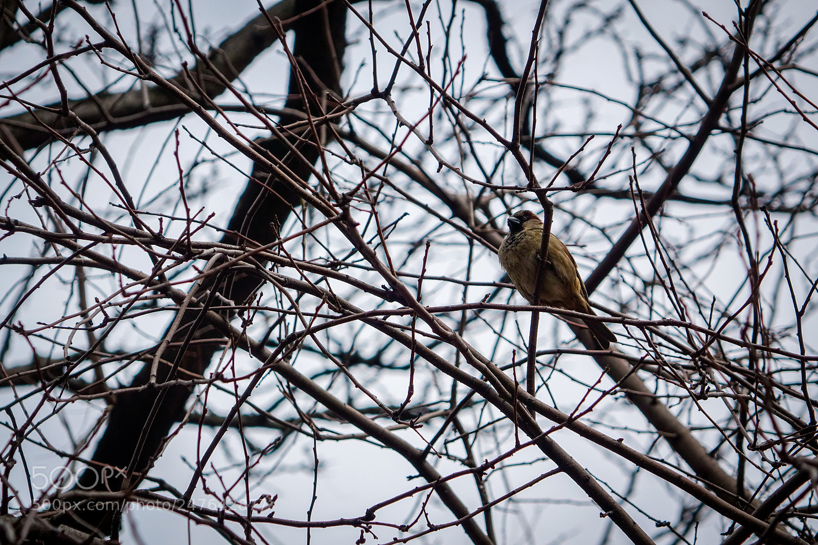 Sony Cyber-shot DSC-RX10 sample photo. Birdsong photography