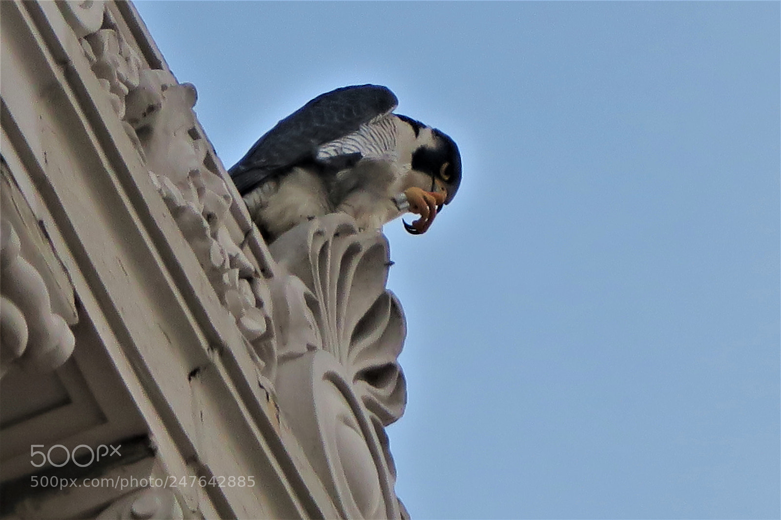 Canon PowerShot G3 X sample photo. Talons photography