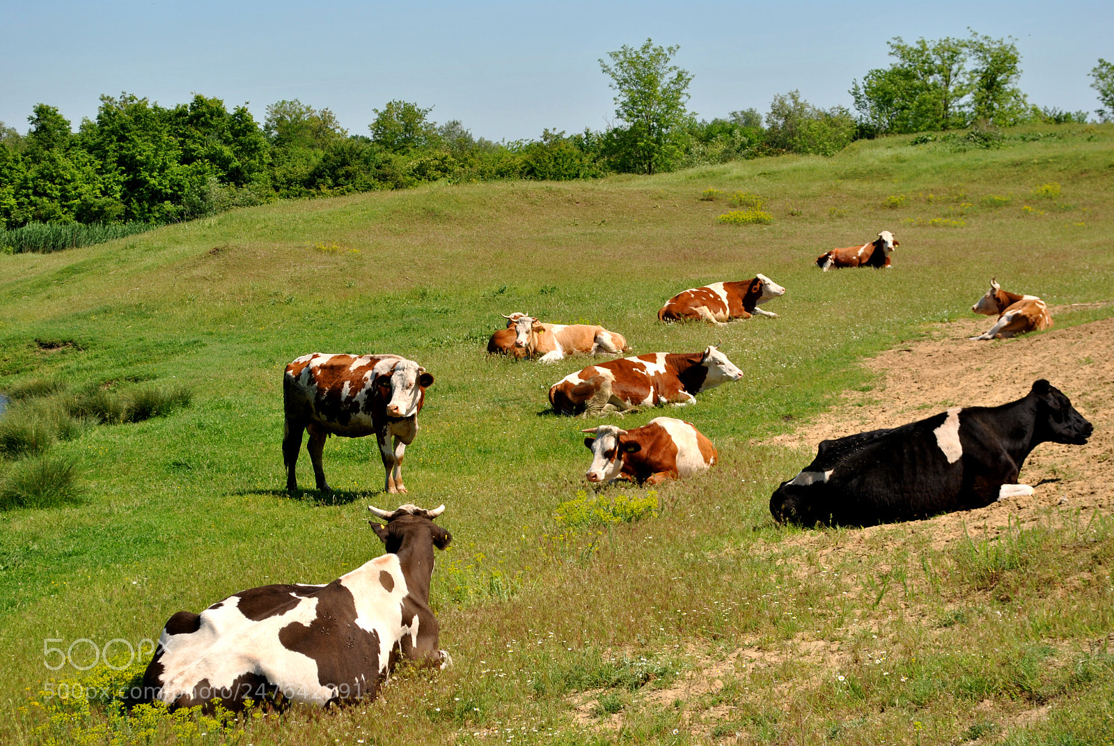 Nikon D3000 sample photo. Cows photography