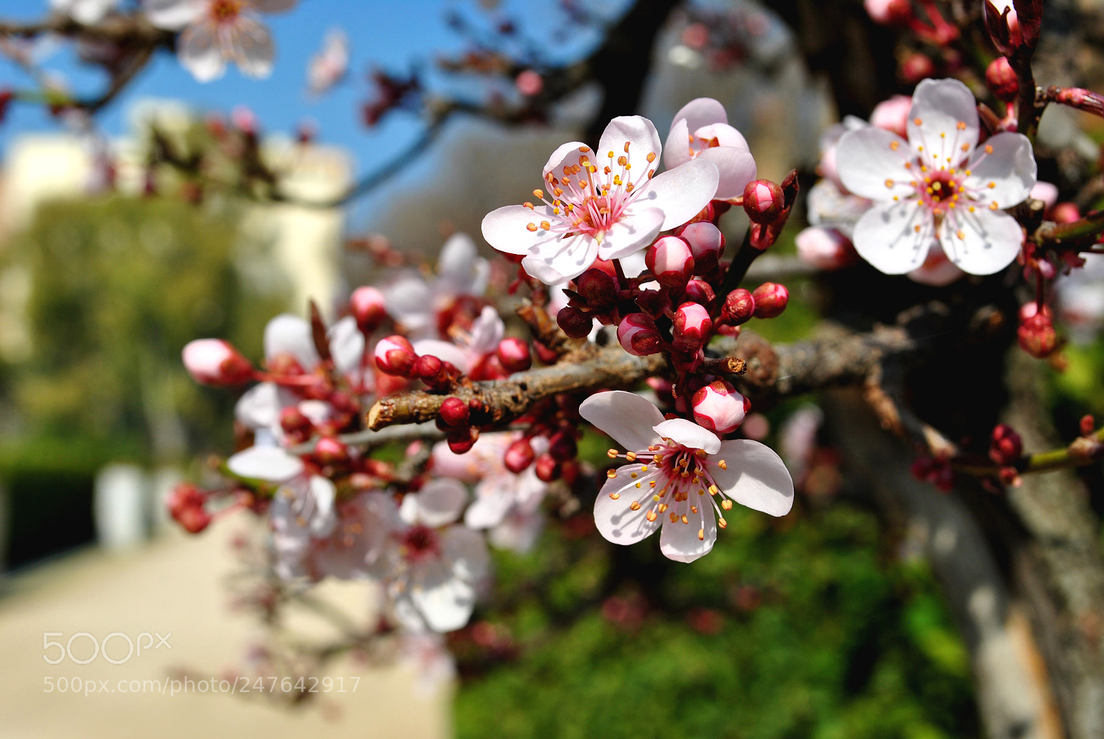Nikon D3000 sample photo. Flowers tresnja photography
