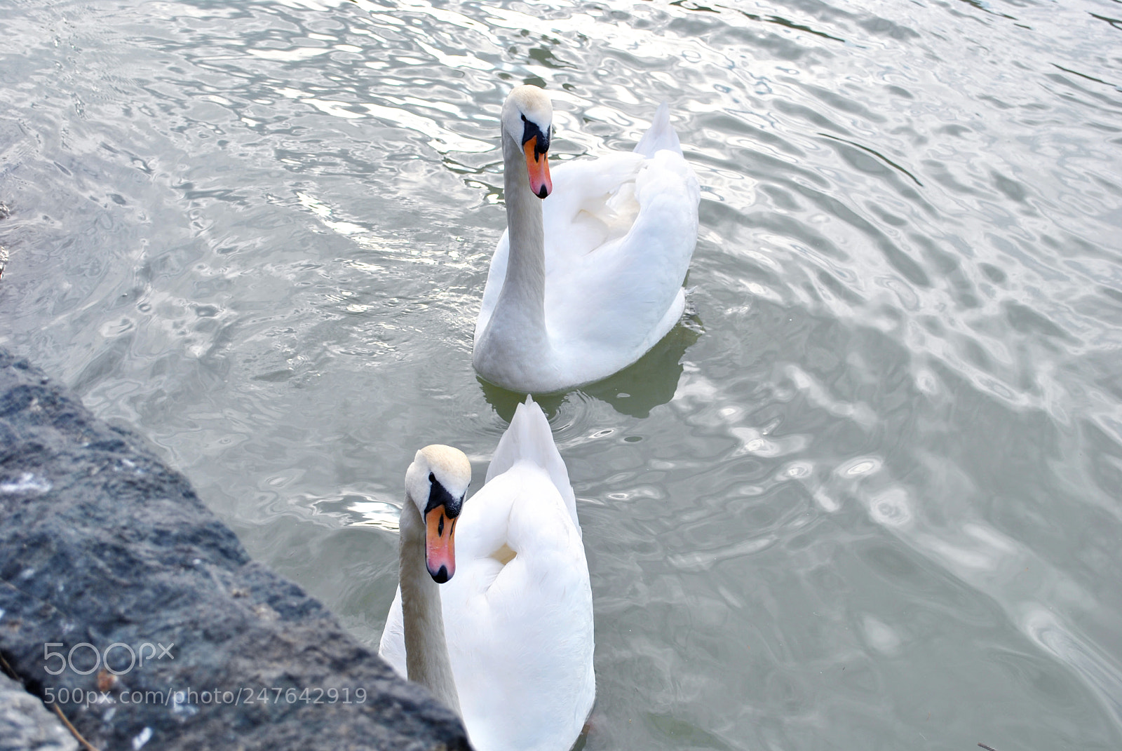 Nikon D3000 sample photo. Curious swans photography