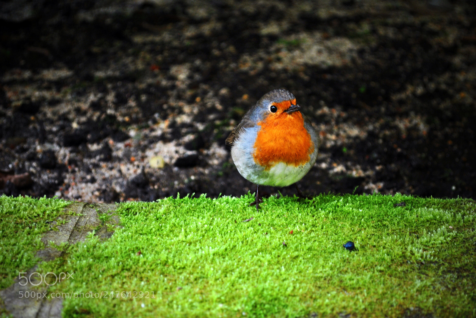 Nikon D3000 sample photo. Robin photography