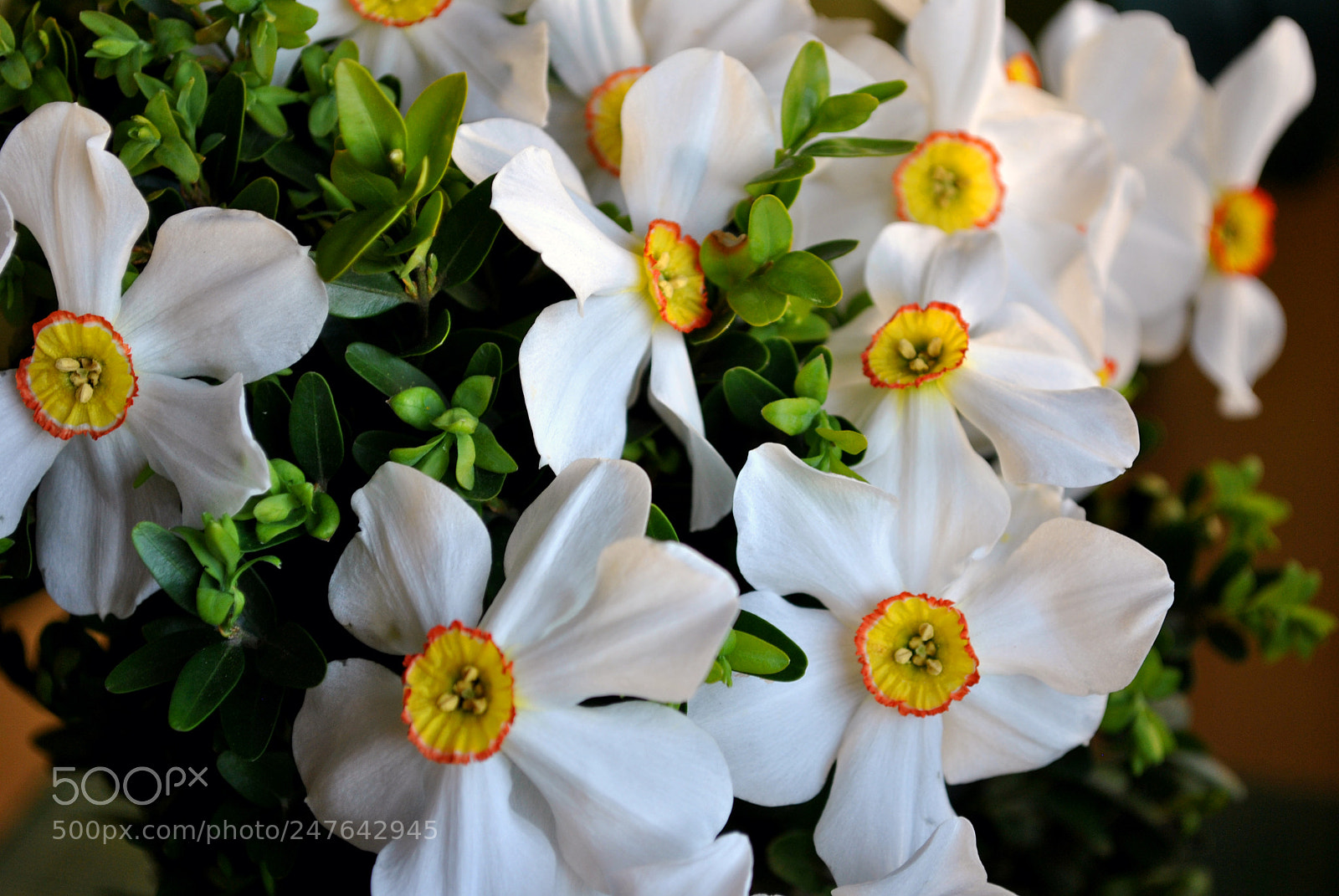Nikon D3000 sample photo. Flowers photography