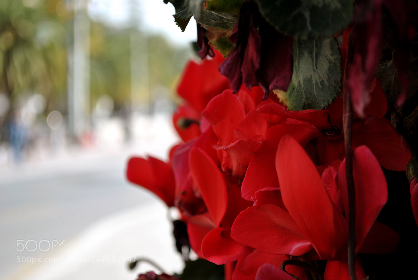 Nikon D3000 sample photo. Flowers photography