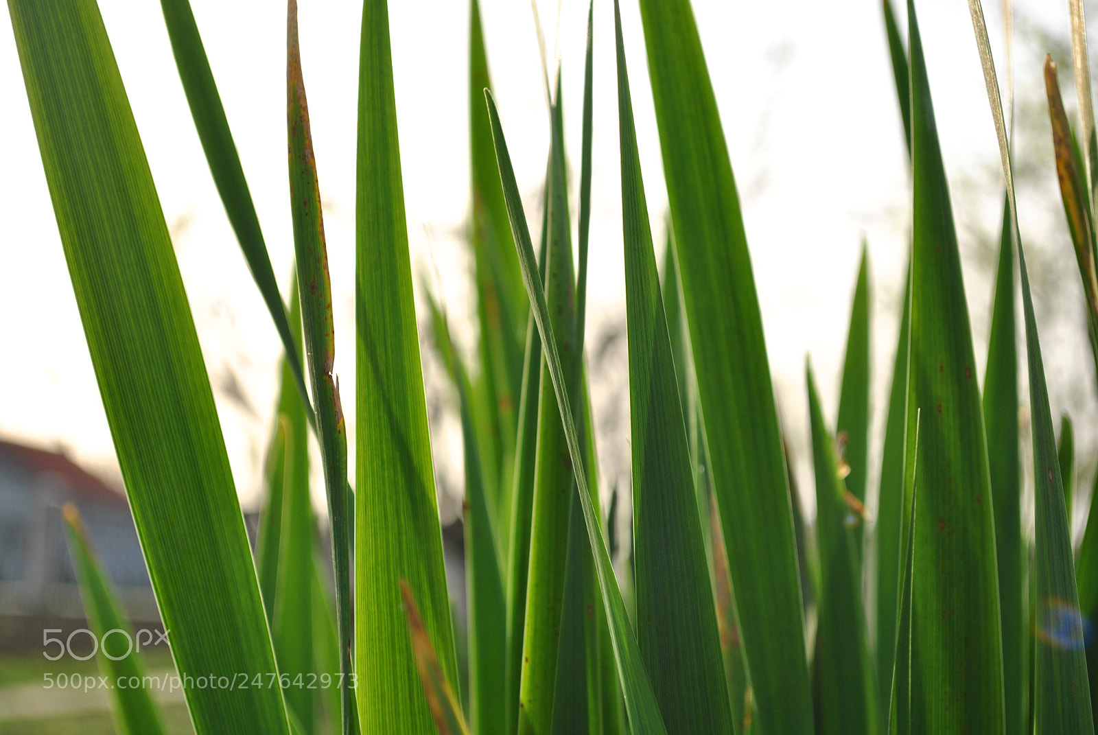 Nikon D3000 sample photo. Garden photography