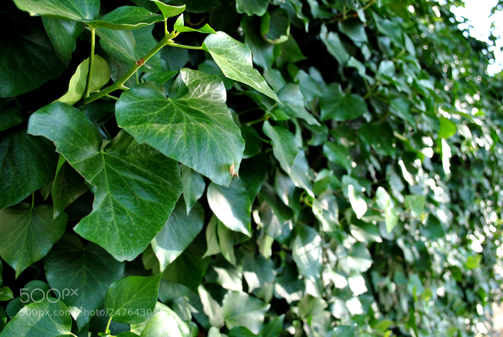 Nikon D3000 sample photo. Wall of leafs. photography