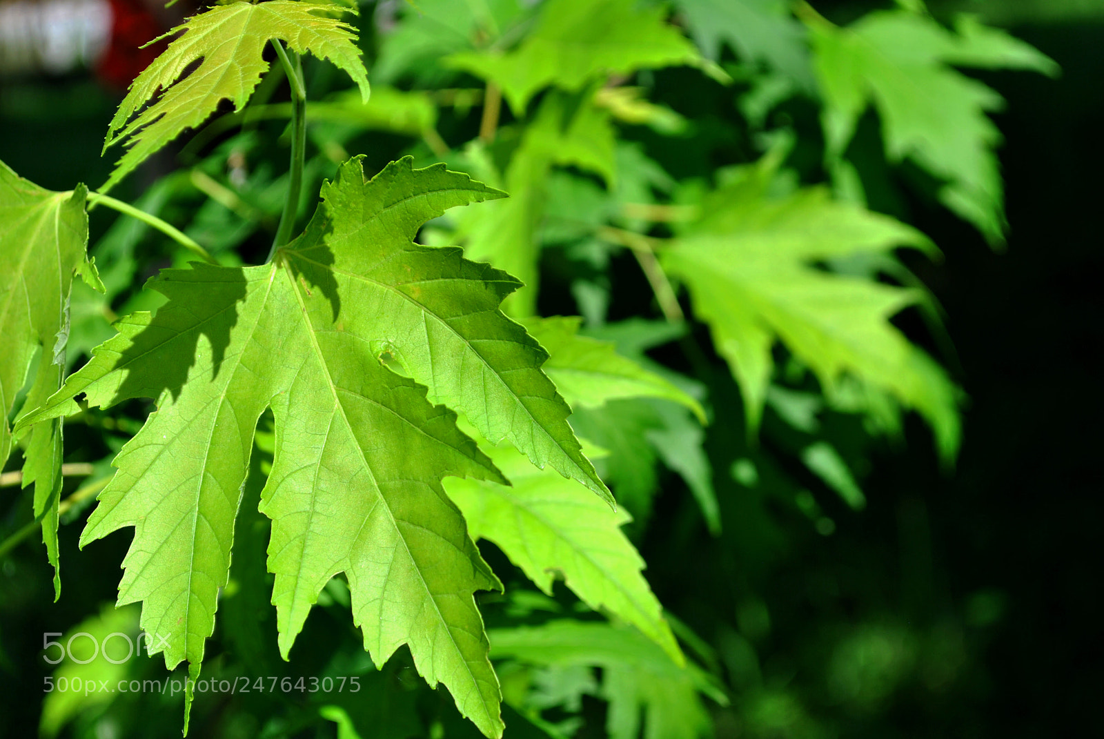 Nikon D3000 sample photo. Lisce photography