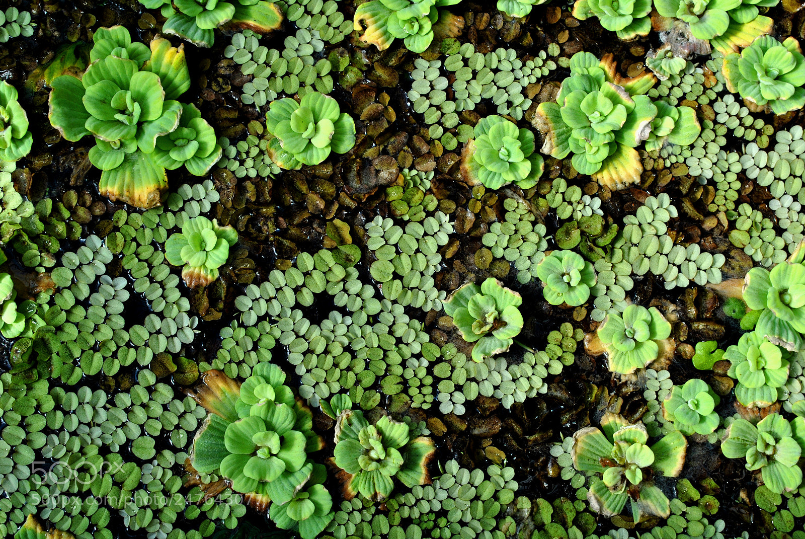 Nikon D3000 sample photo. Lokvanji photography