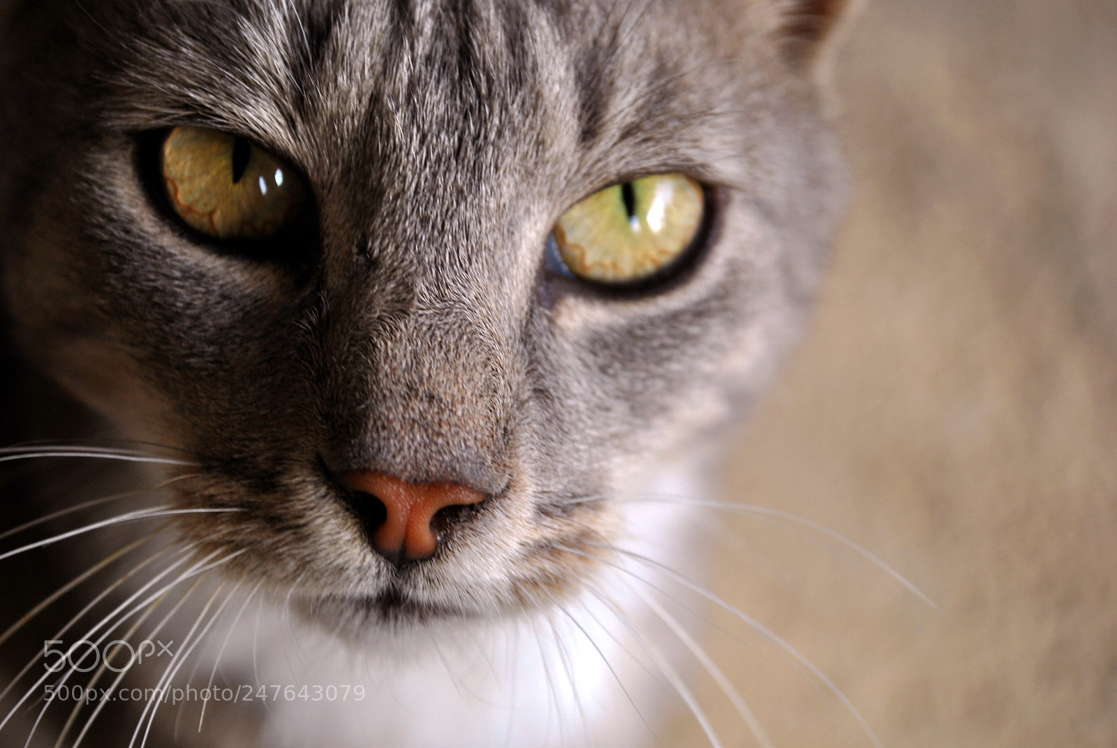Nikon D3000 sample photo. Cat speaking with her photography