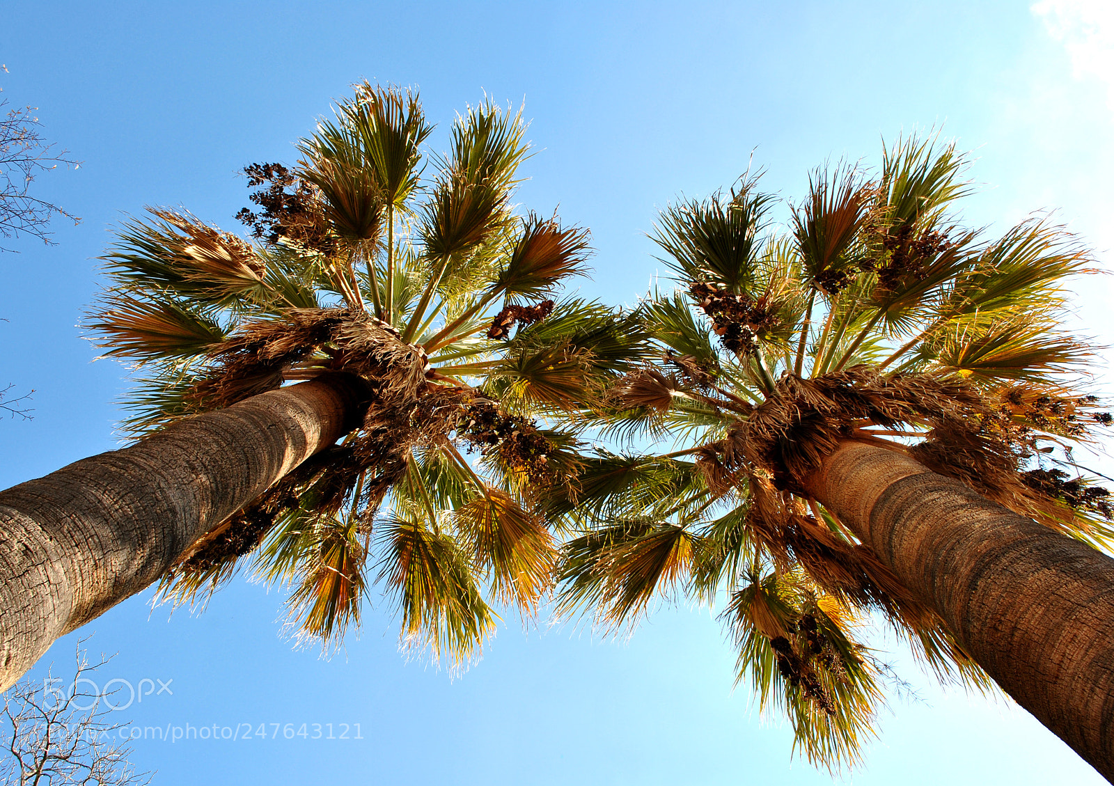 Nikon D3000 sample photo. Palm tree photography