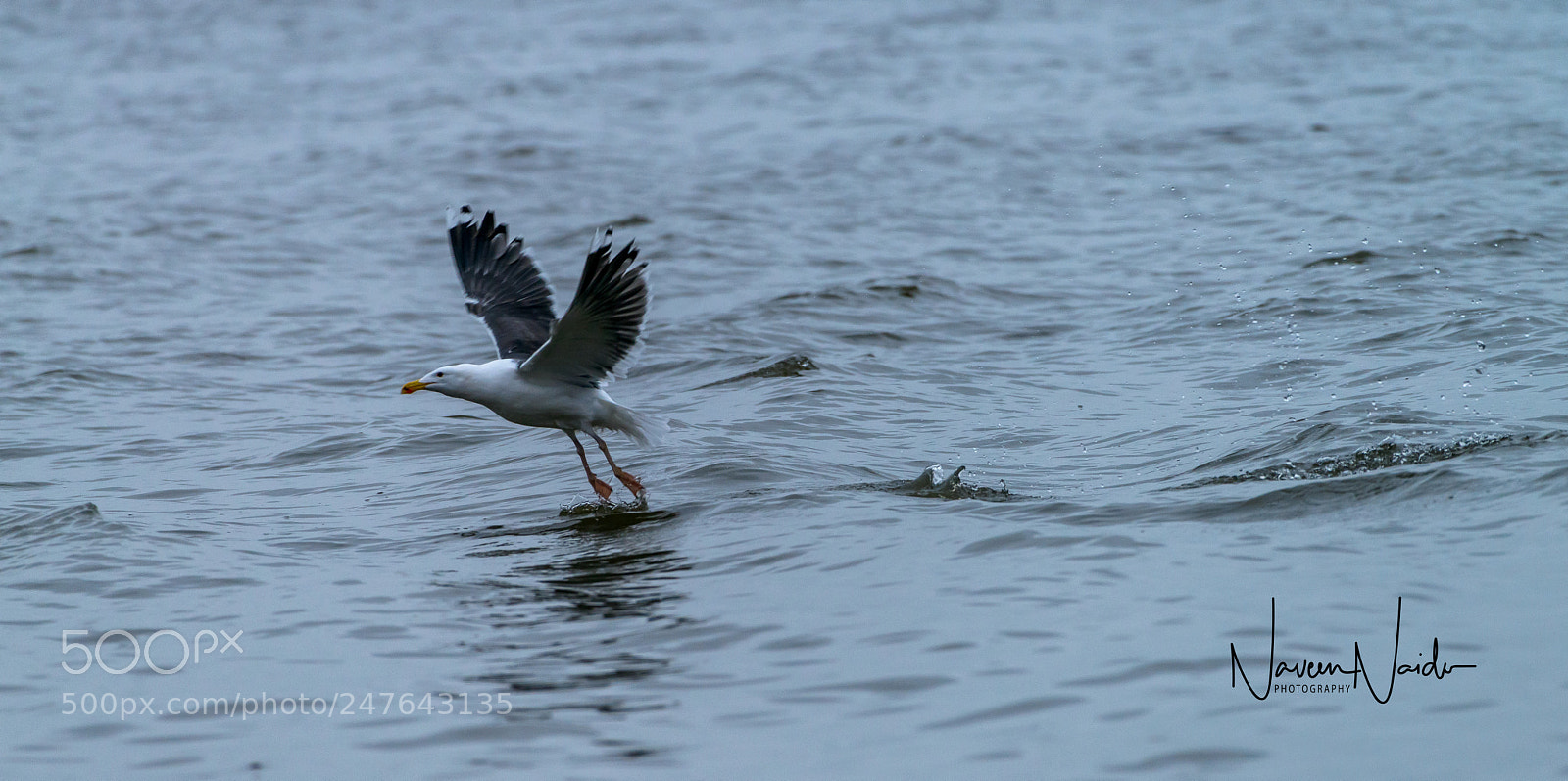 Nikon D800 sample photo. Take off photography