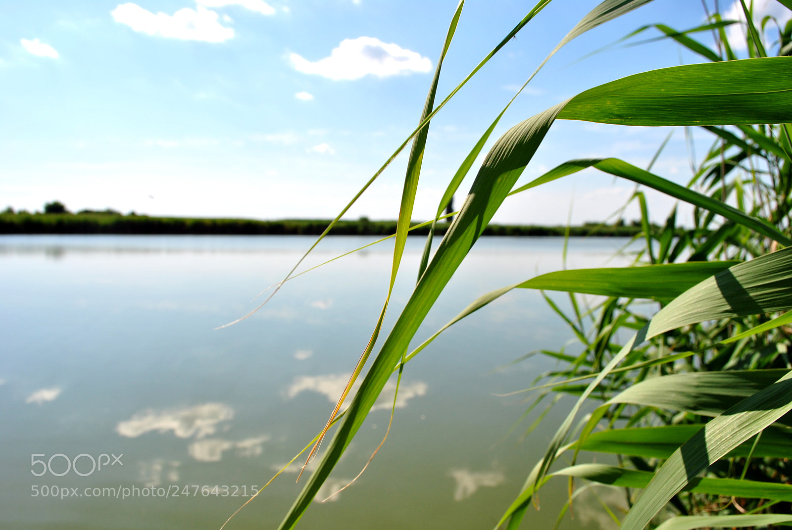 Nikon D3000 sample photo. River tisa photography