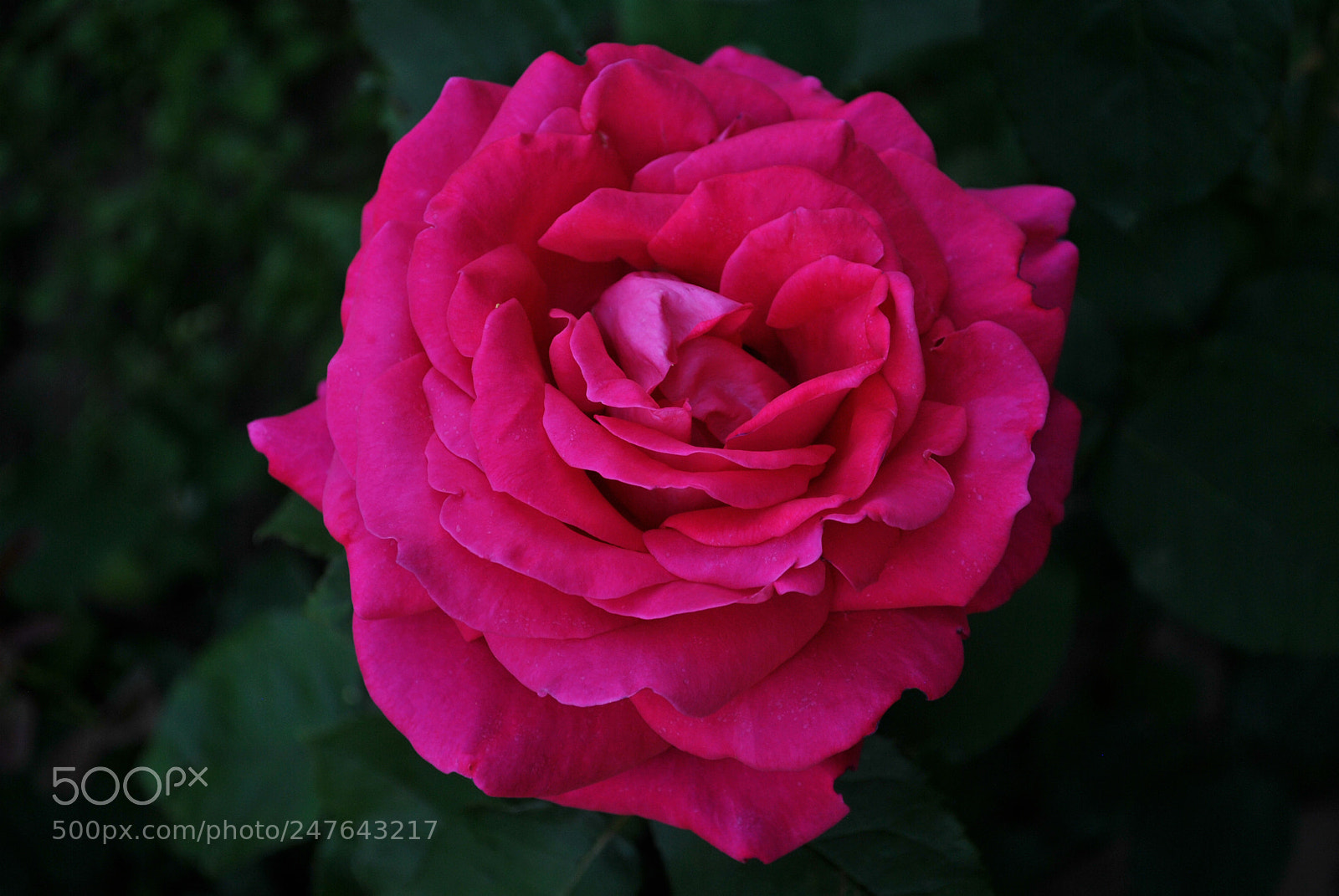 Nikon D3000 sample photo. Flawlessness photography