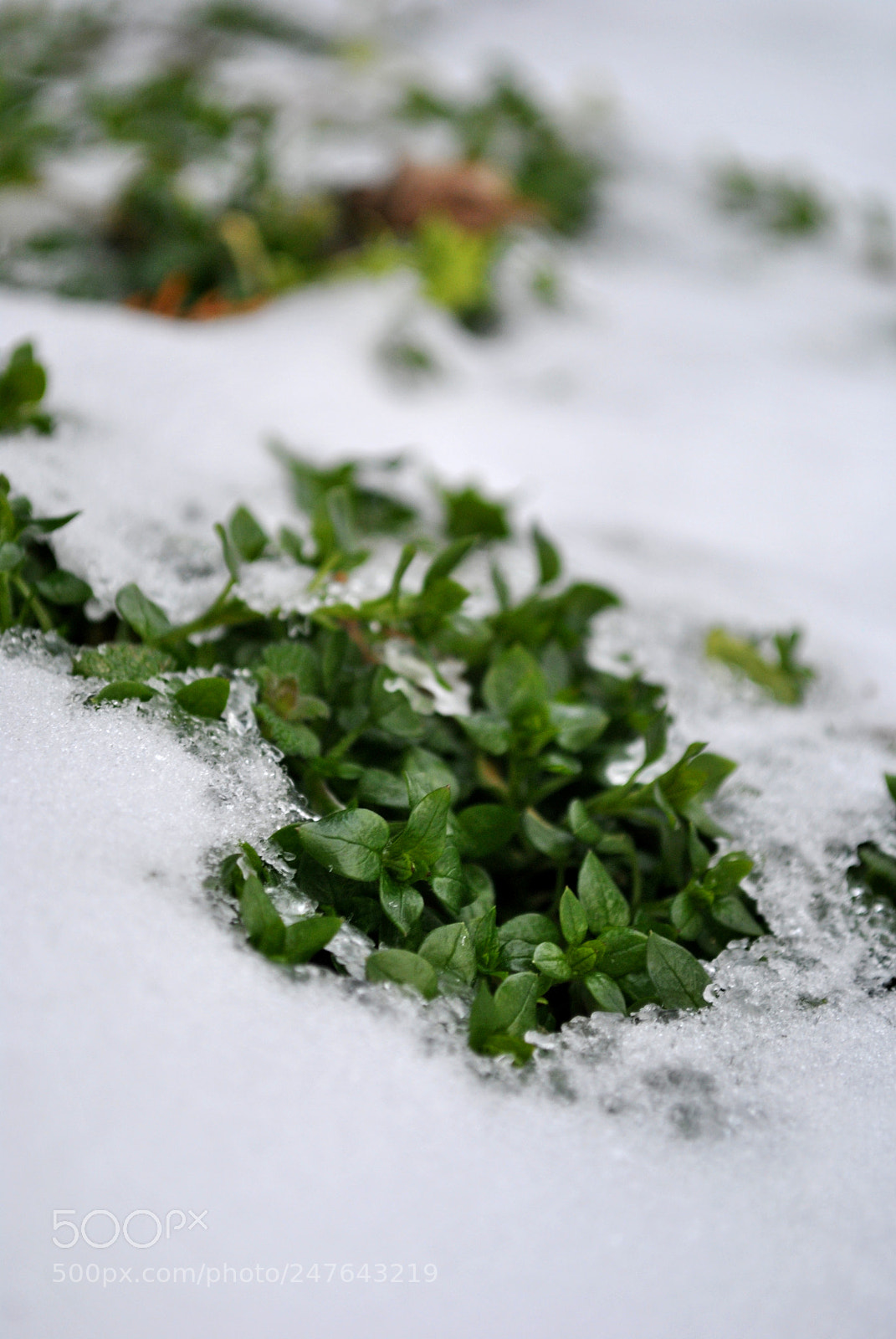 Nikon D3000 sample photo. Snow and grass photography