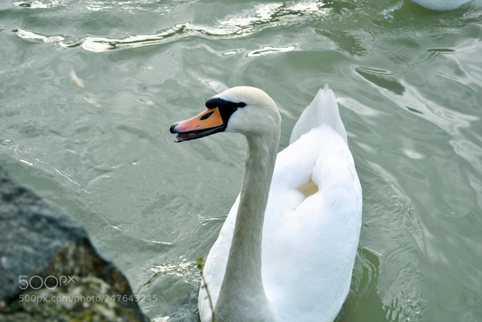 Nikon D3000 sample photo. Swan photography