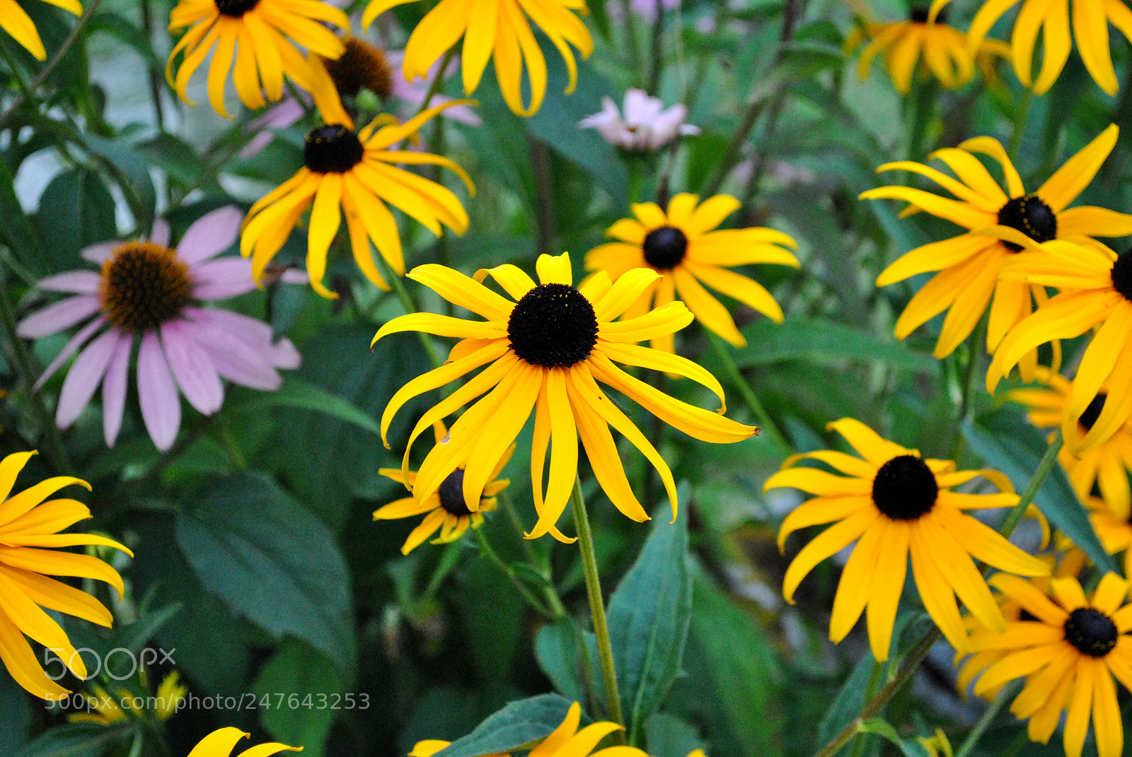 Nikon D3000 sample photo. Garden flowers photography