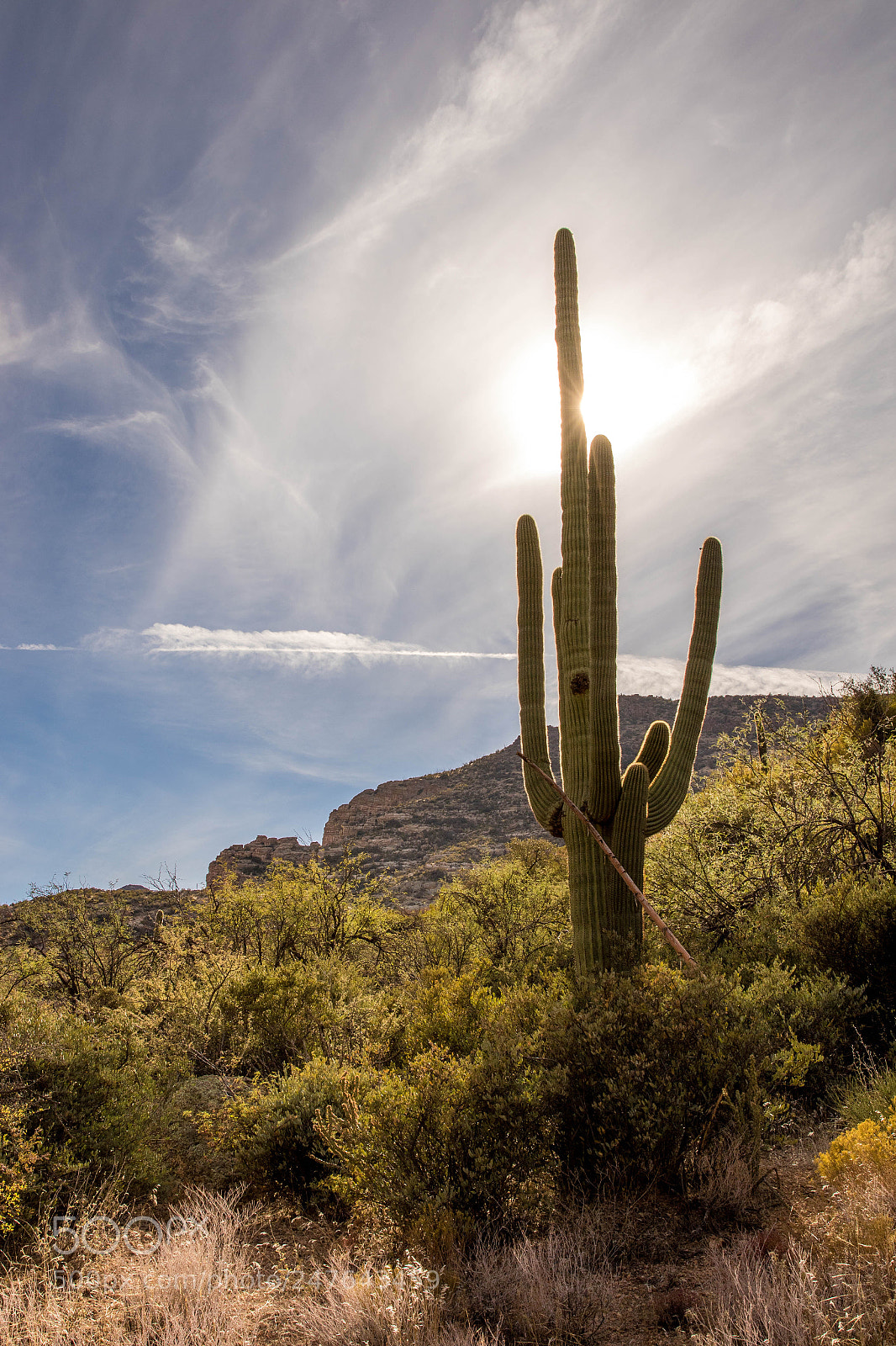 Canon EOS 7D Mark II sample photo. Saguaro in the sun photography