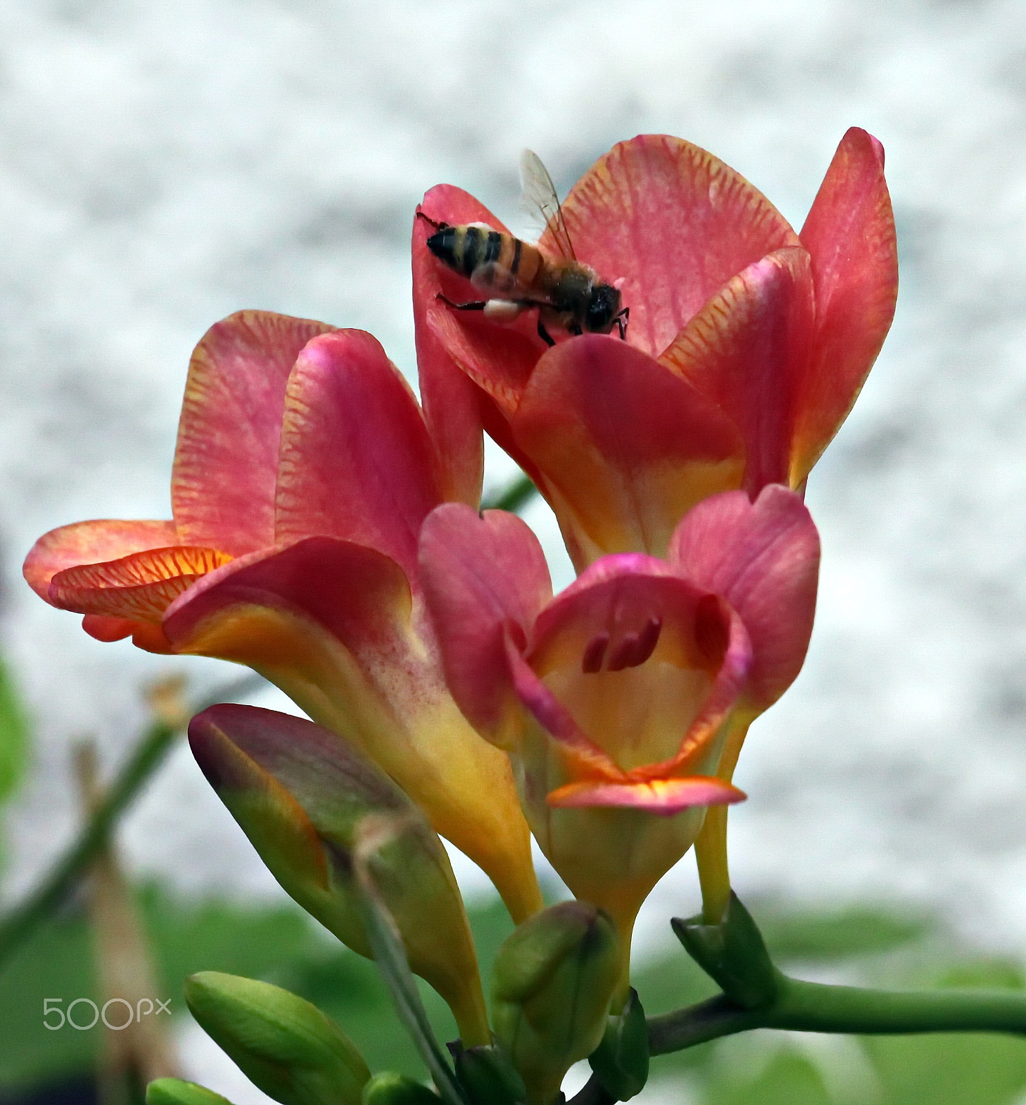 Canon EOS 500D (EOS Rebel T1i / EOS Kiss X3) sample photo. For the bee... photography