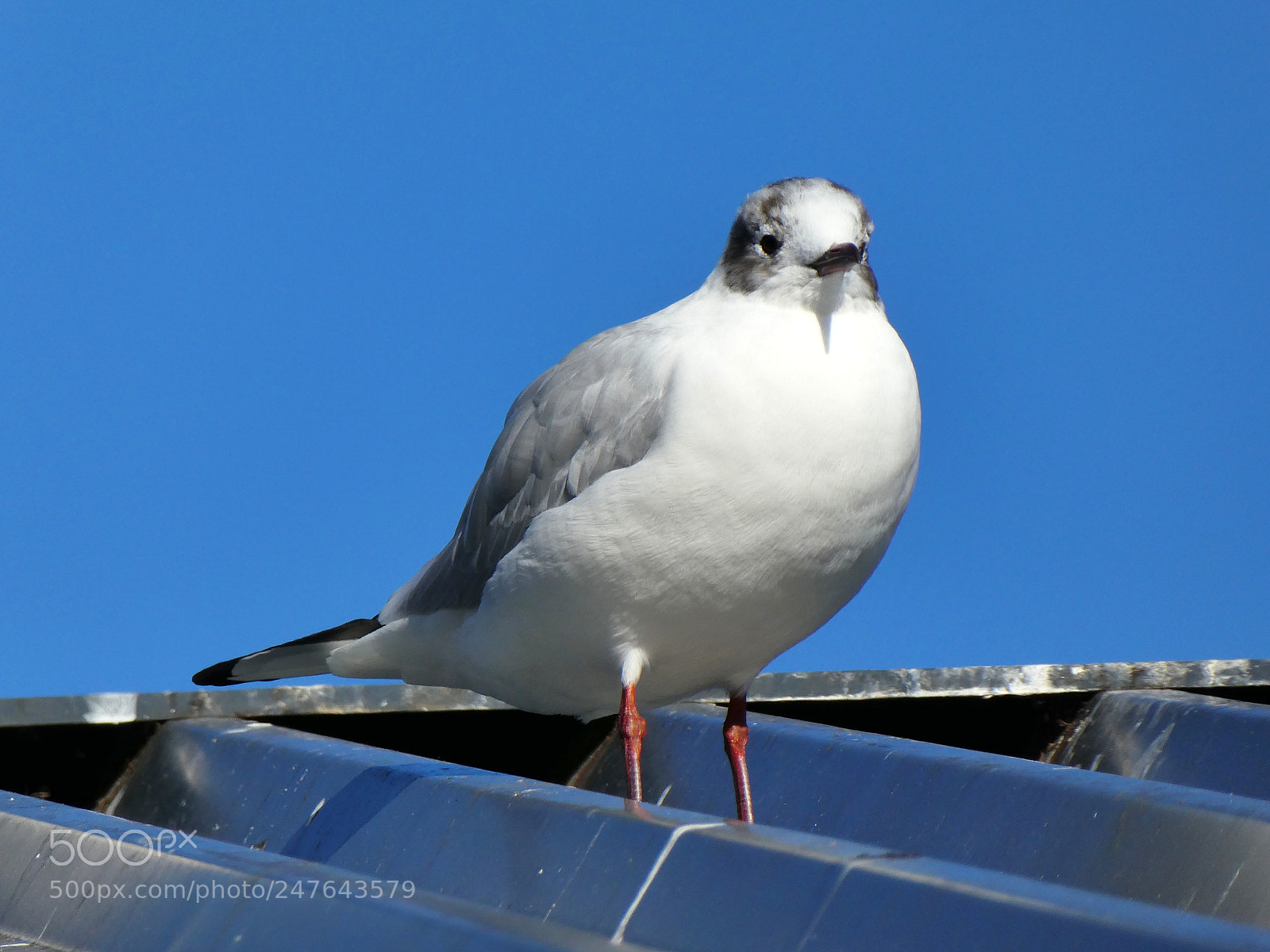 Panasonic DMC-TZ81 sample photo. Bird photography