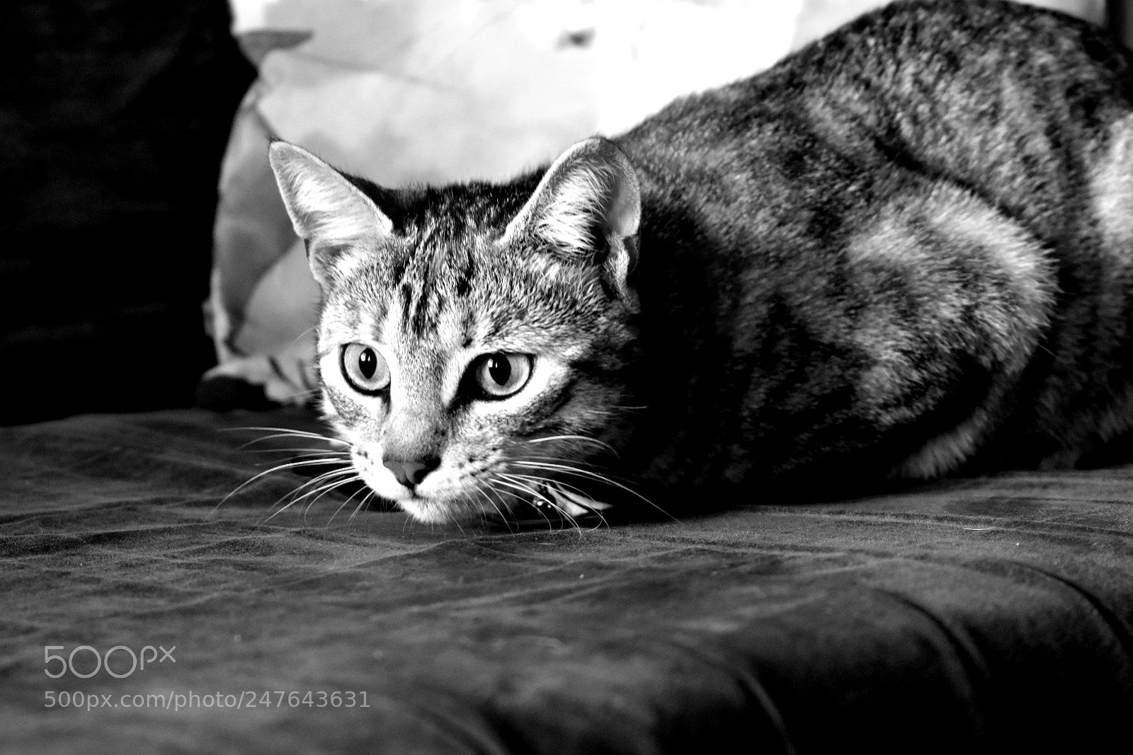 Nikon D5600 sample photo. Stalker starbuck photography