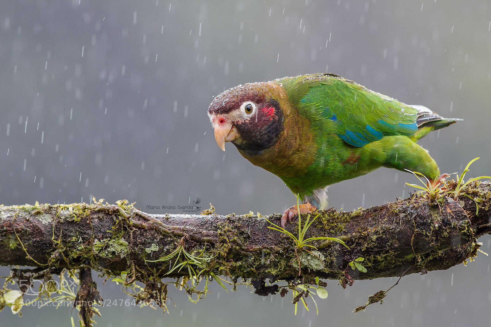 Canon EOS 7D sample photo. Brown-hooded parrot photography