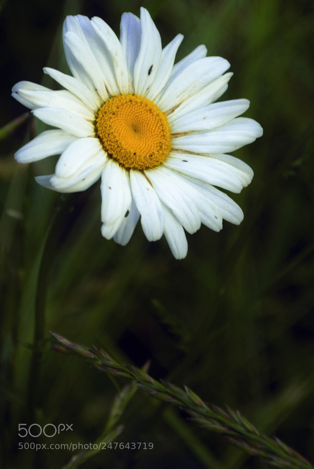 Nikon D60 sample photo. Chamomile photography