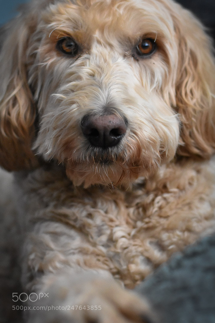 Nikon D3400 sample photo. Leia photography