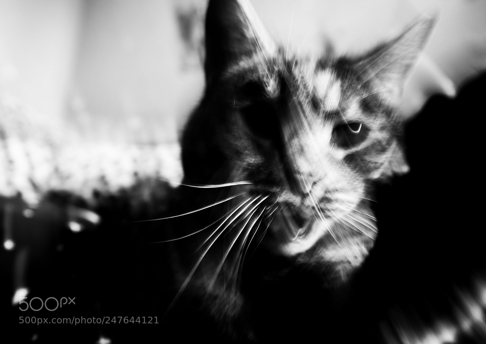 Nikon D800 sample photo. 666 photography
