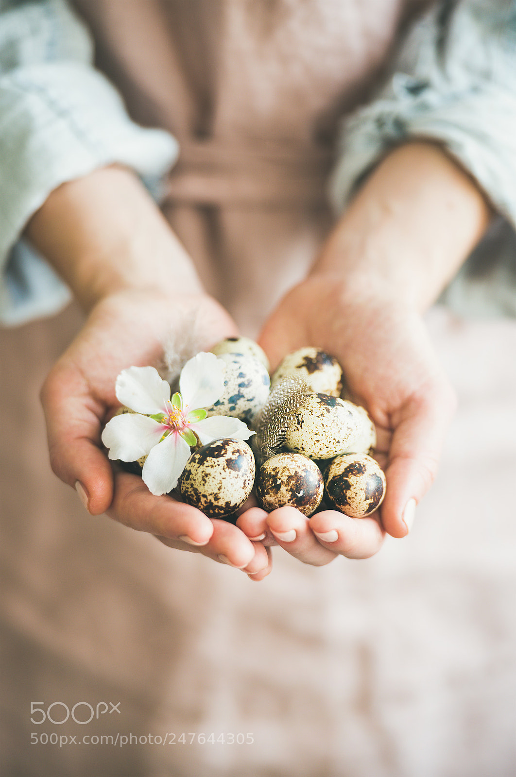 Nikon D610 sample photo. Quail eggs in hands photography