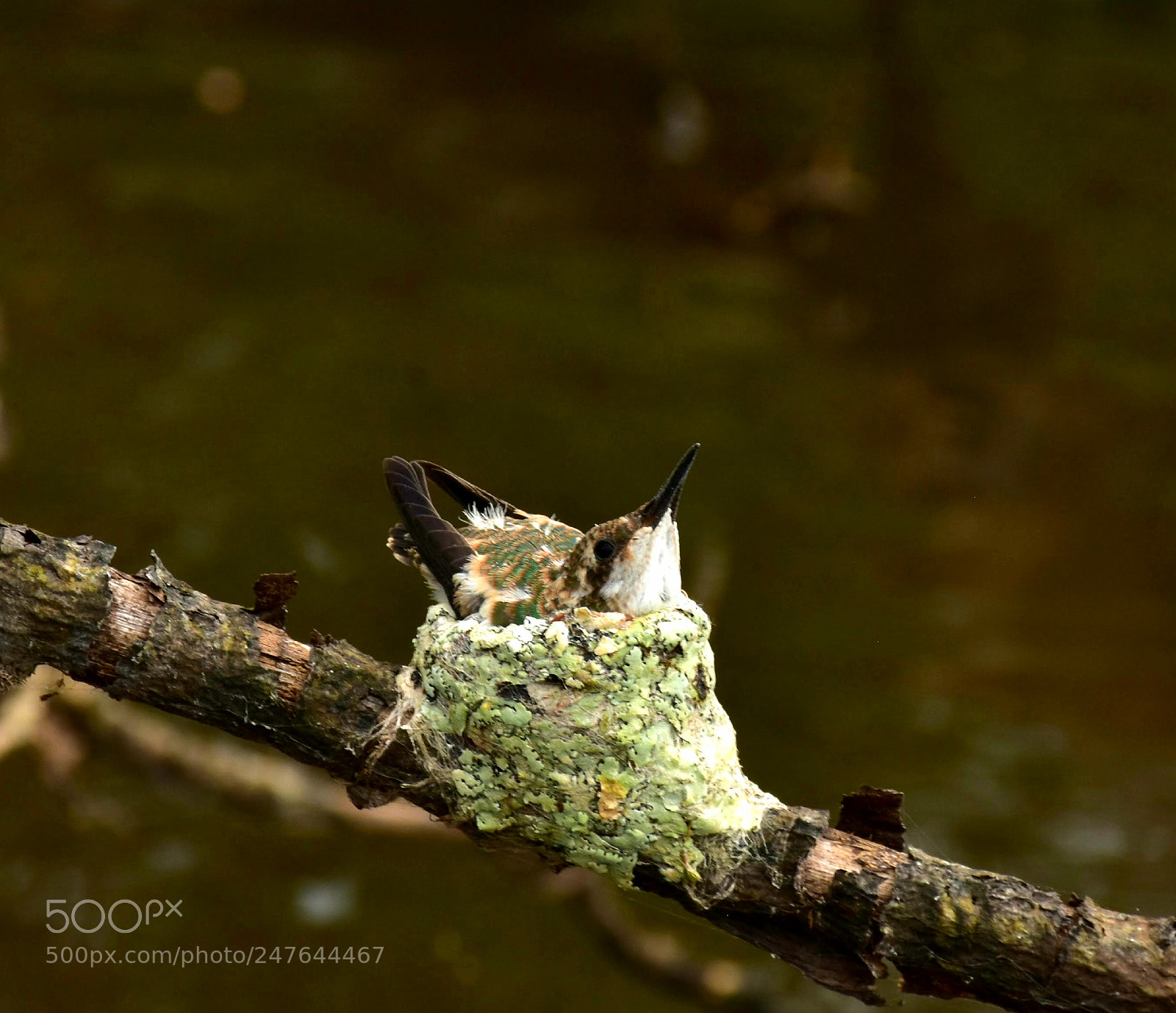 Nikon D7200 sample photo. Waiting to fly away. photography