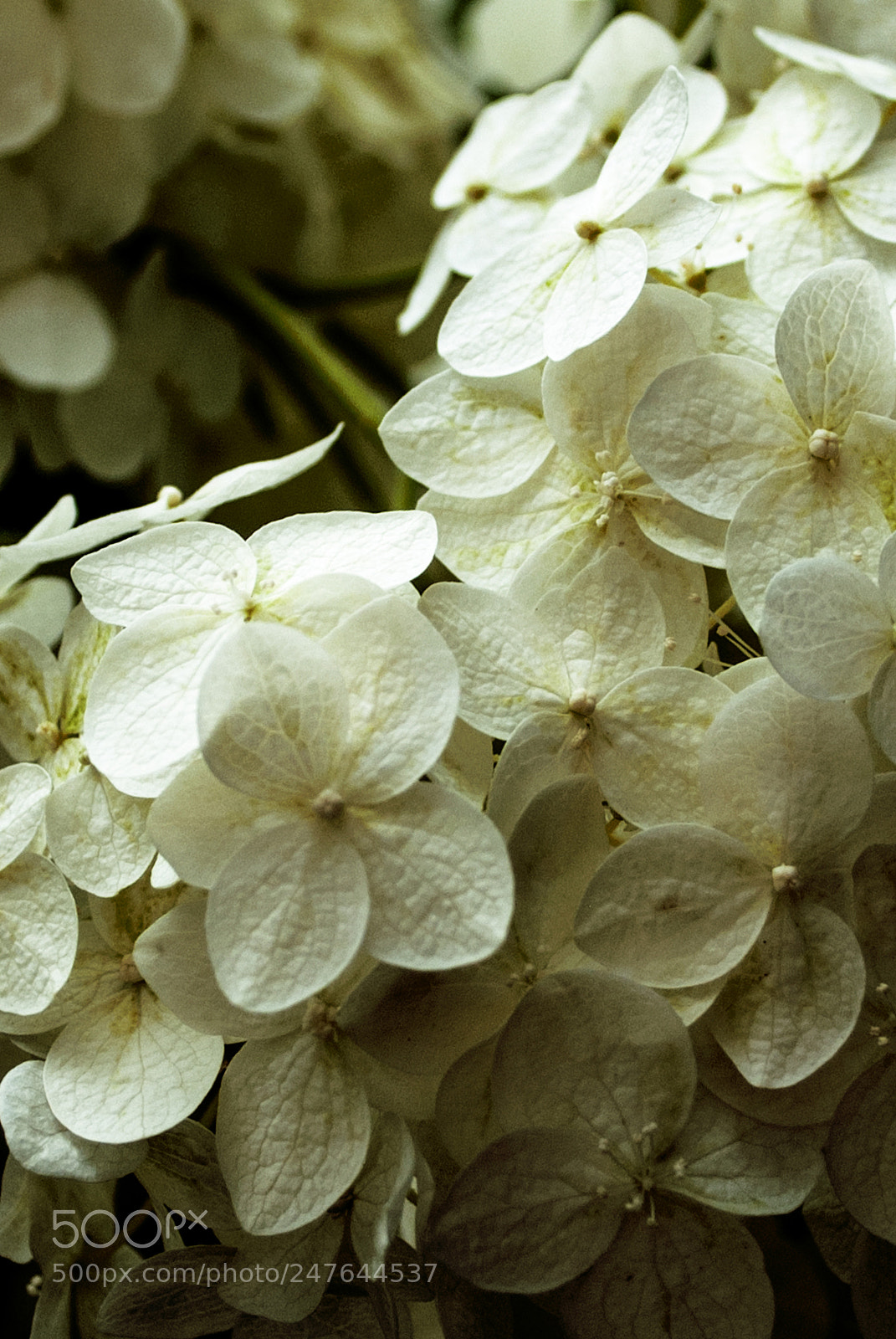 Nikon D60 sample photo. Flowers photography