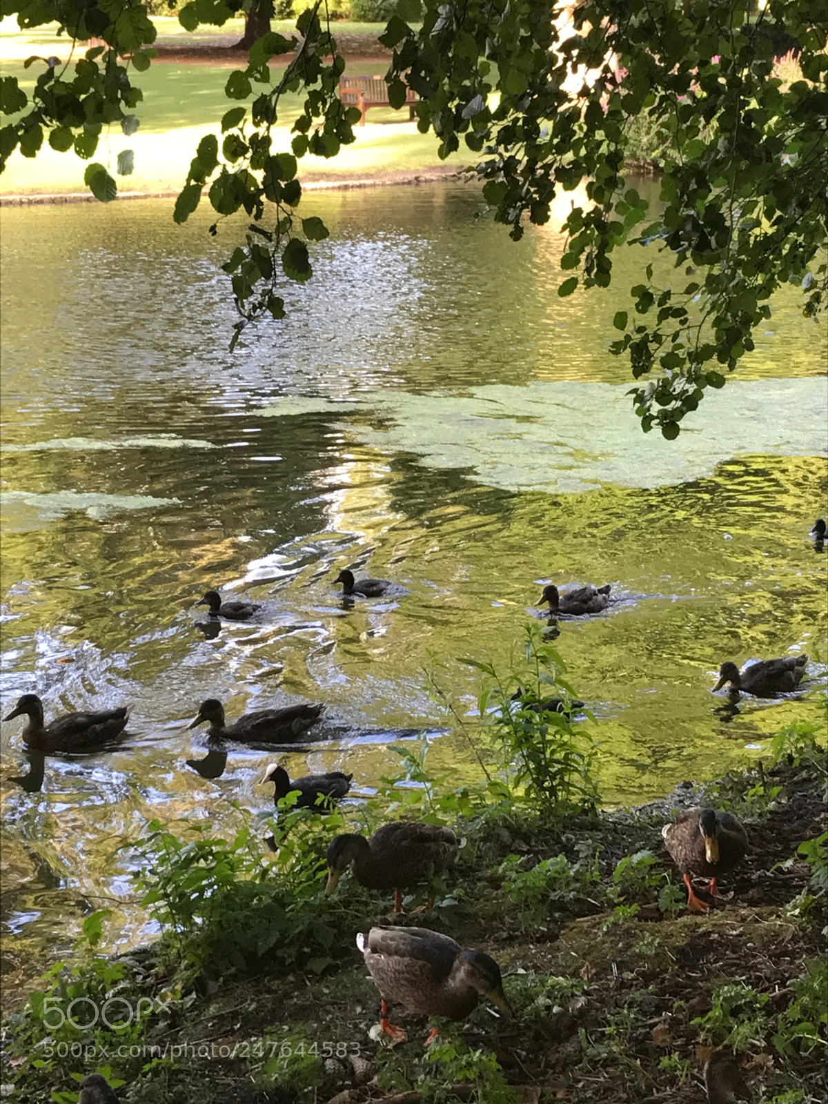 Apple iPhone 7 sample photo. Untitled photography