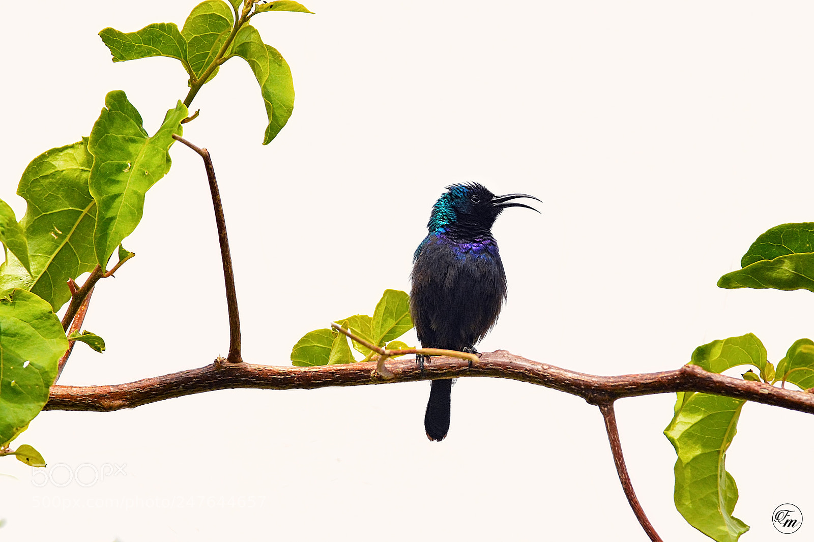 Nikon D7100 sample photo. Humming bird photography
