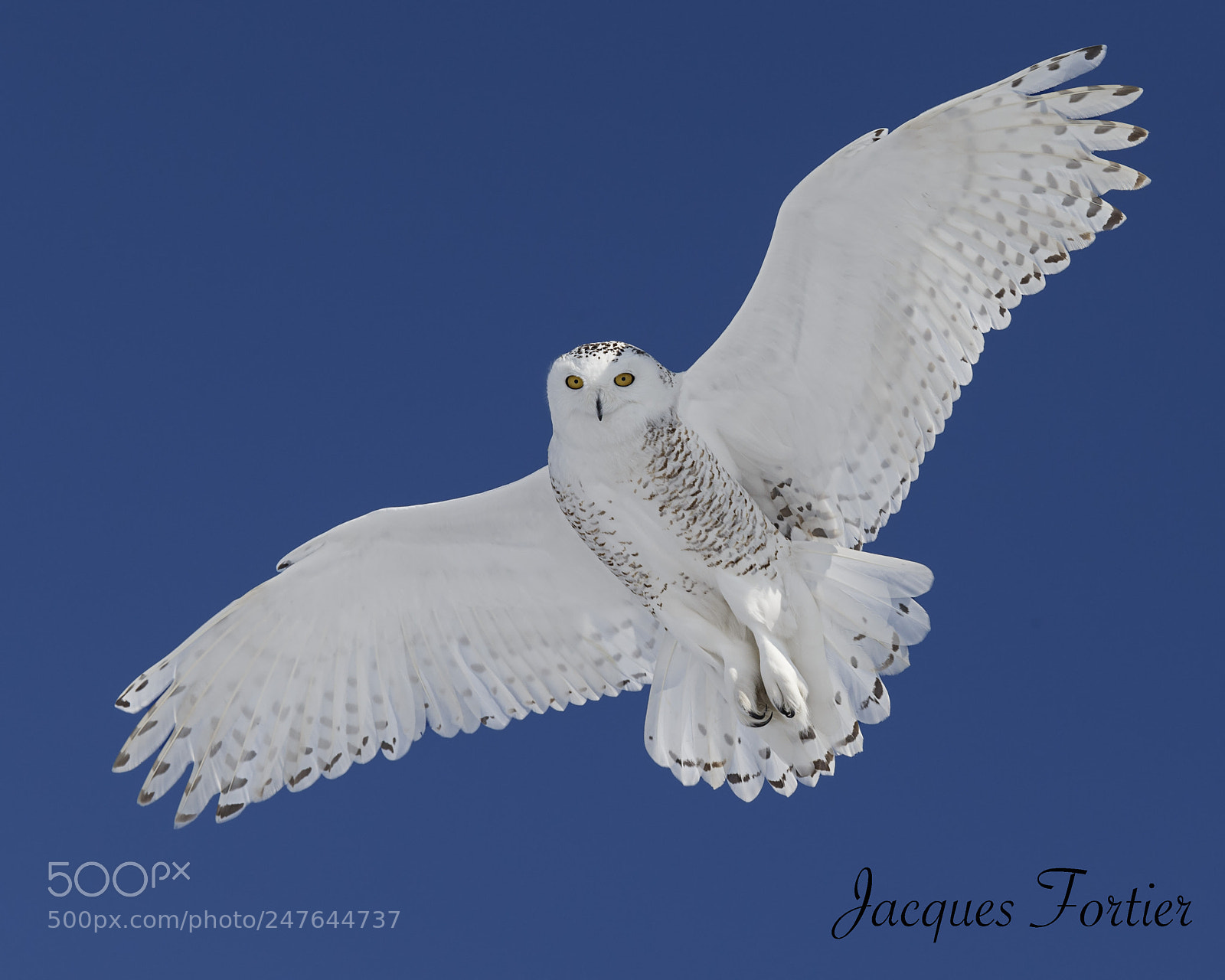Canon EOS-1D X sample photo. Snowy owl photography