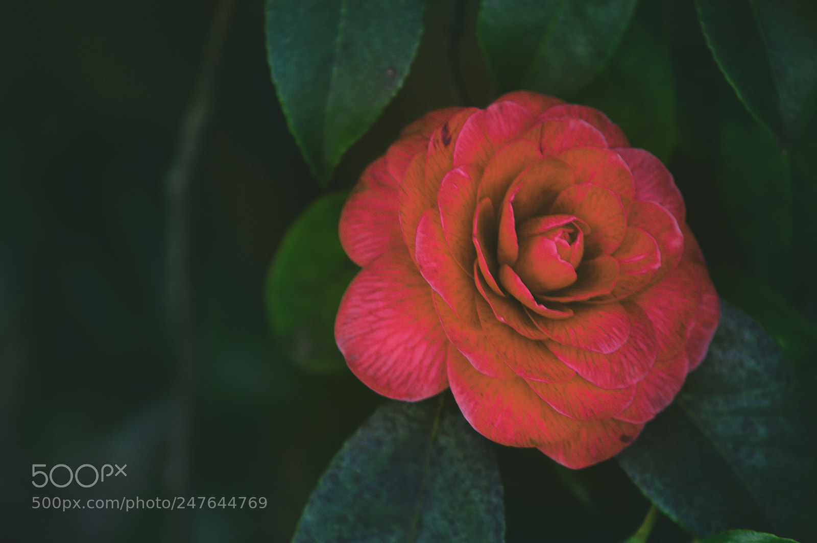 Nikon D3200 sample photo. Flowers red photography