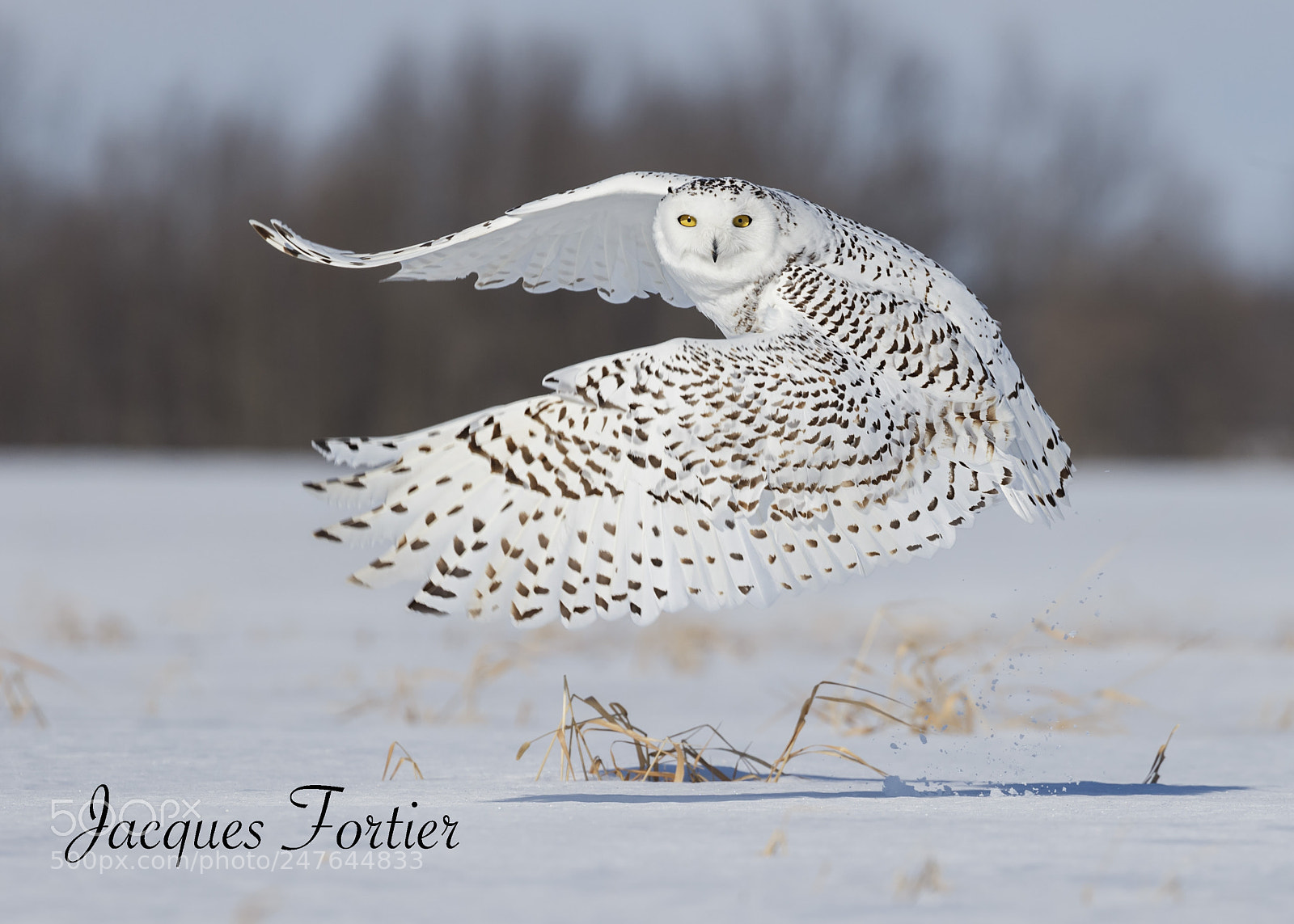 Canon EOS-1D X sample photo. Snowy owl photography