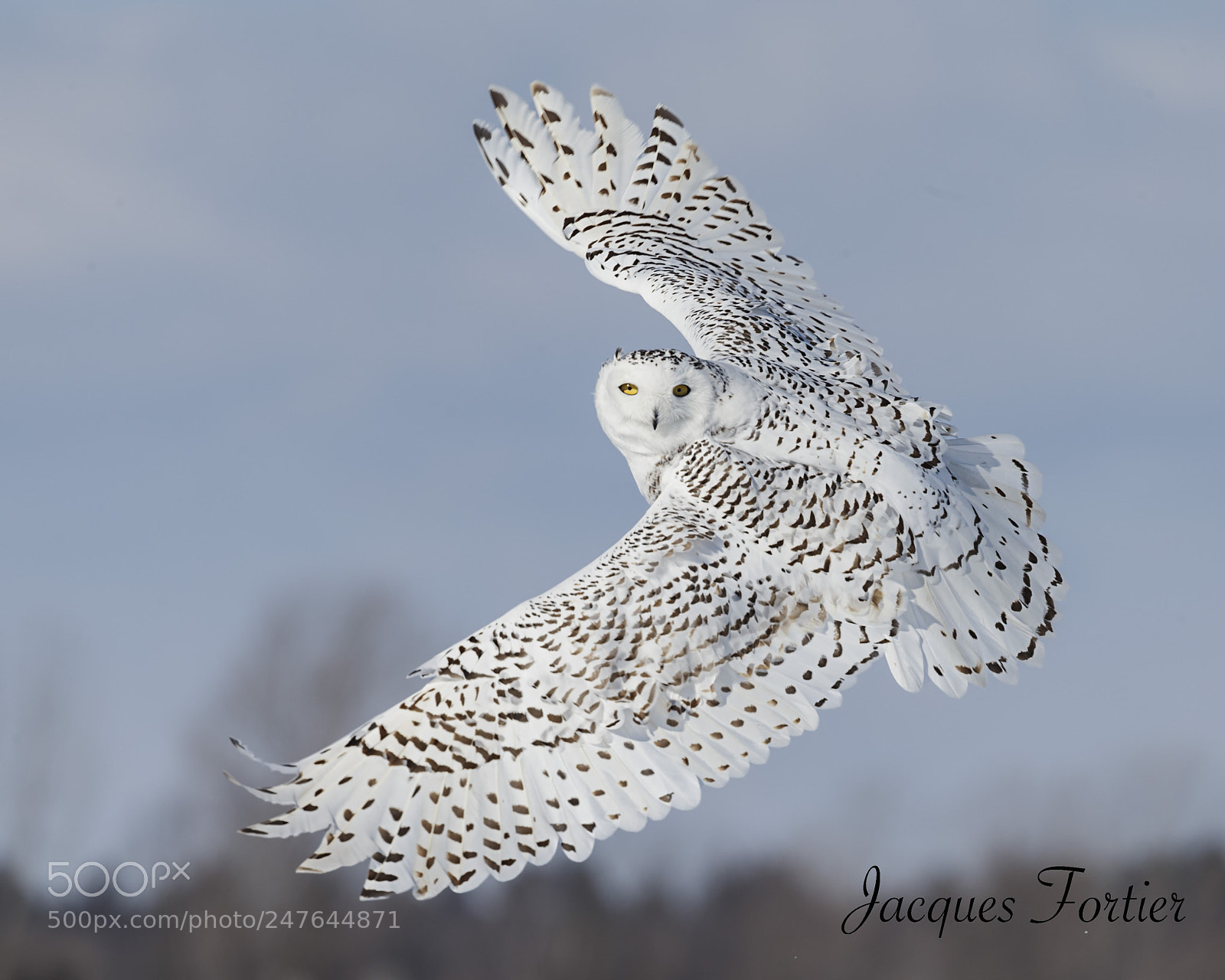 Canon EOS-1D X sample photo. Snowy owl photography