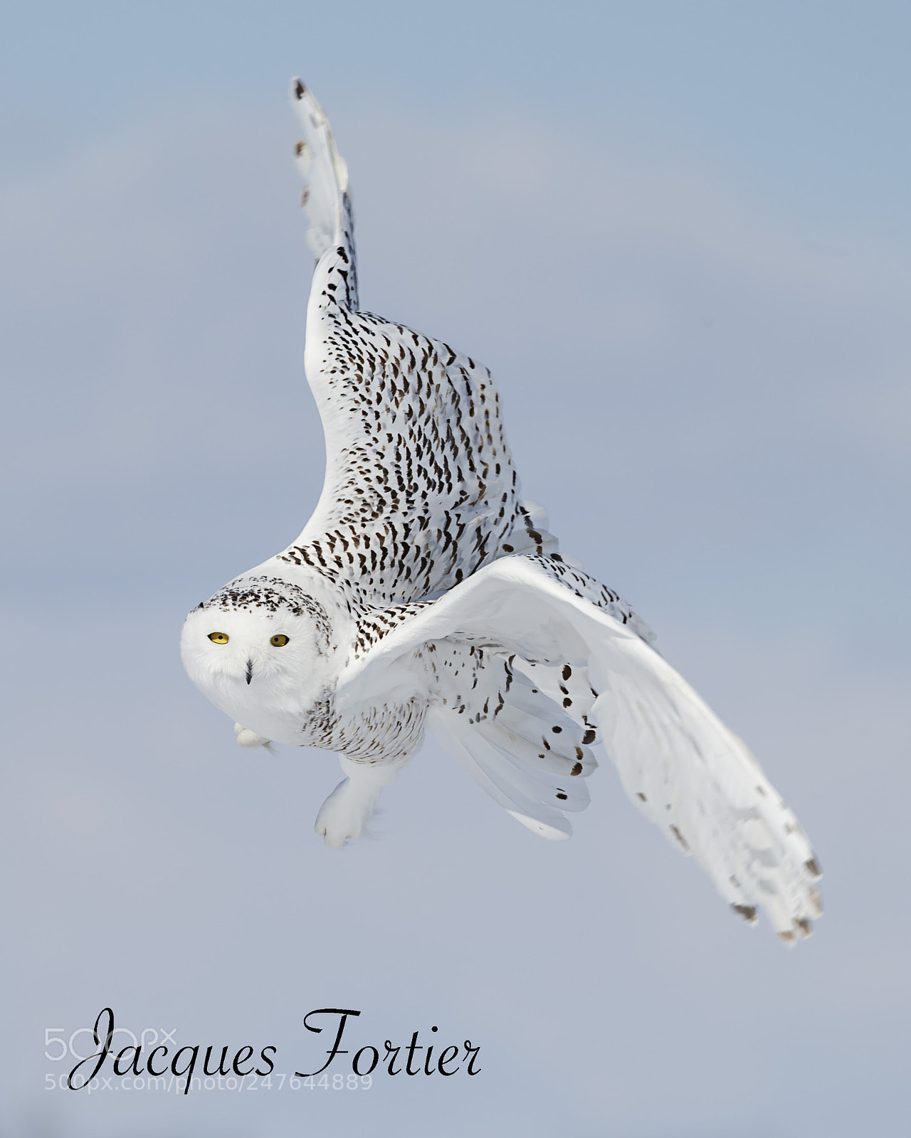 Canon EOS-1D X sample photo. Snowy owl photography