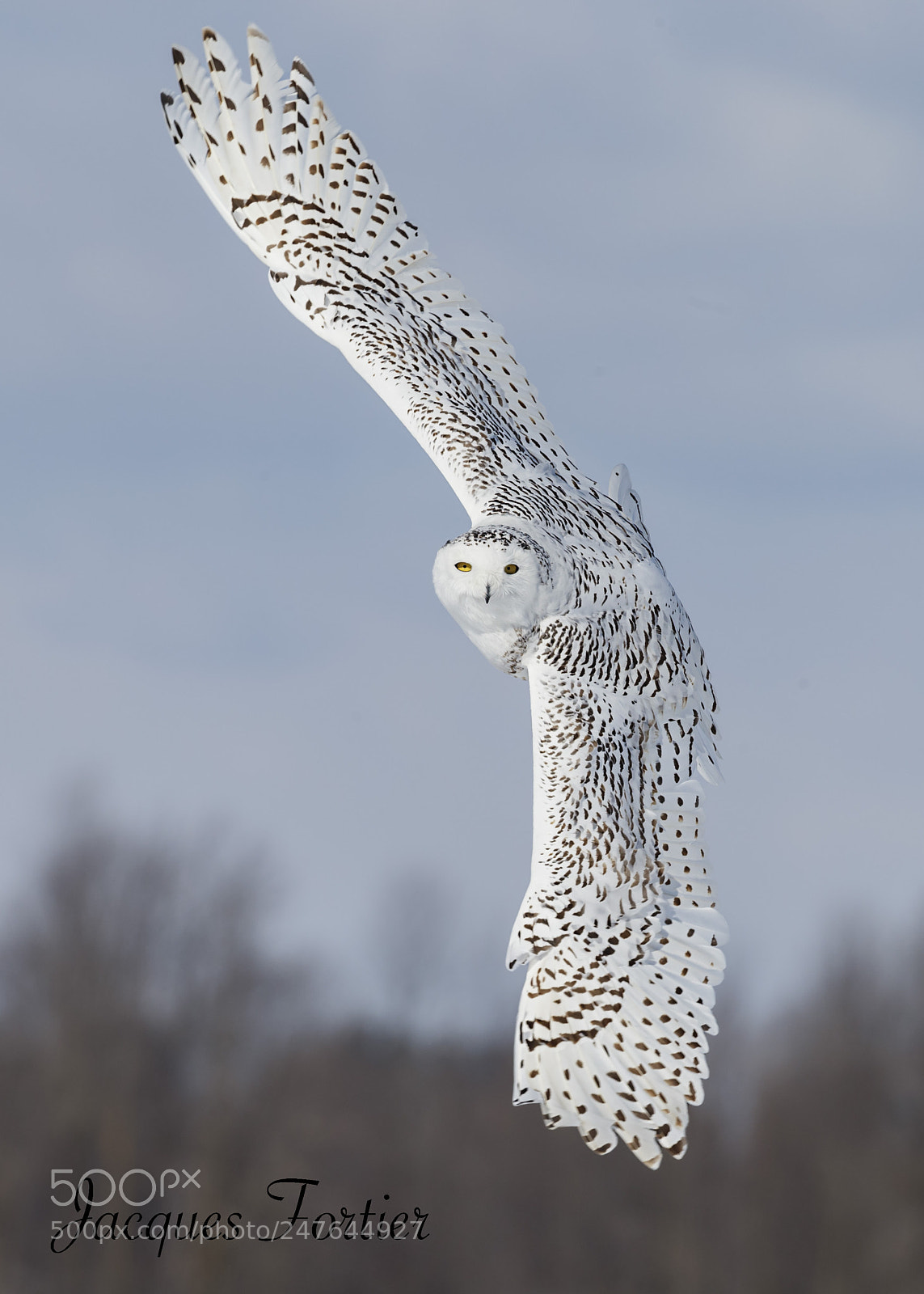 Canon EOS-1D X sample photo. Snowy owl photography