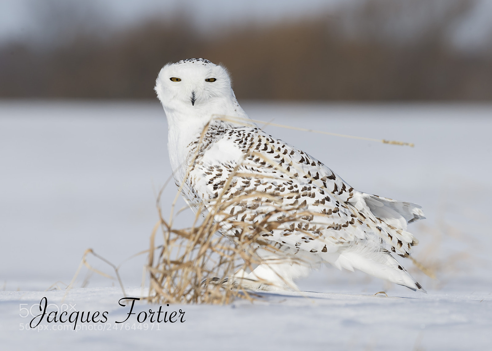 Canon EOS-1D X sample photo. Snowy owl photography